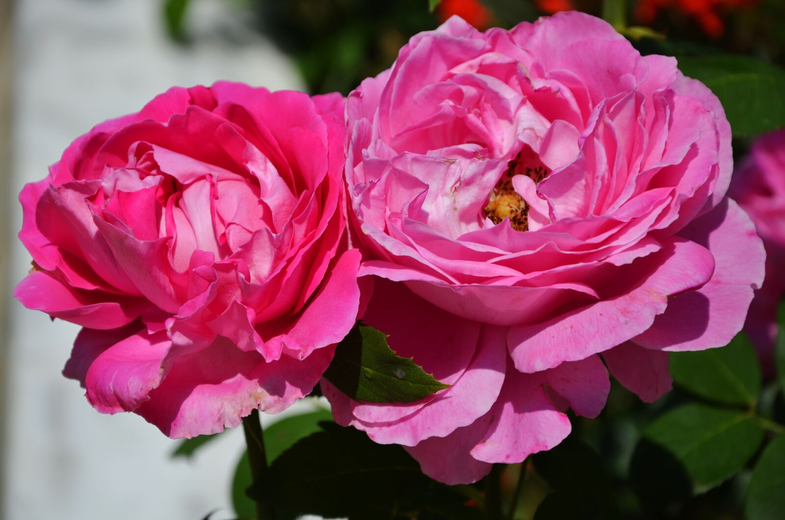 Nikon D7000 sample photo. Rose, flower, spring photography