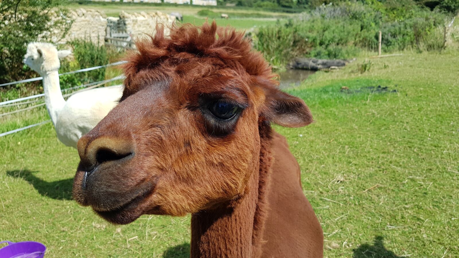 Samsung Galaxy S8+ sample photo. Animal, hairy, smile photography