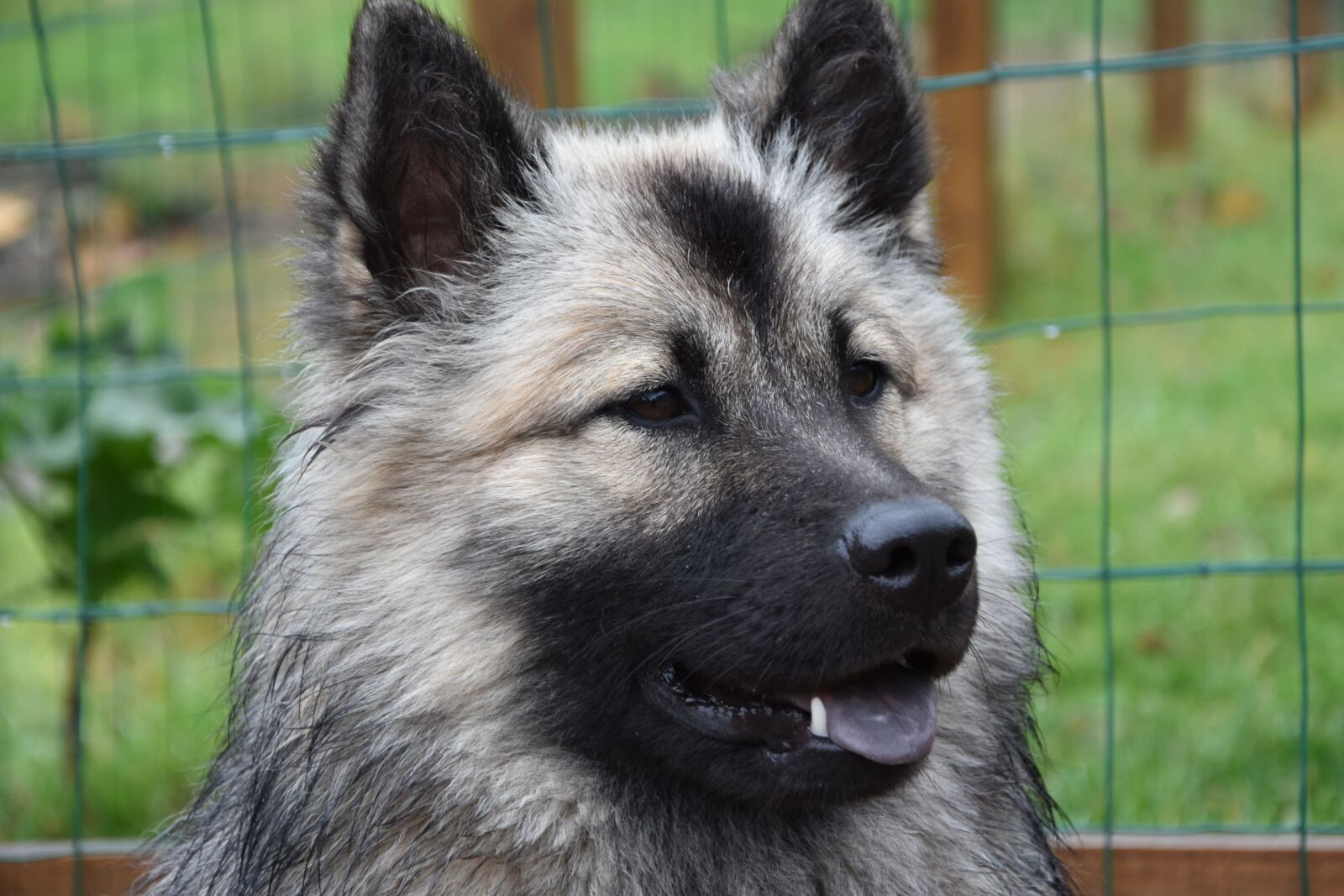 Nikon D5600 sample photo. Bitch, dog, dog eurasier photography