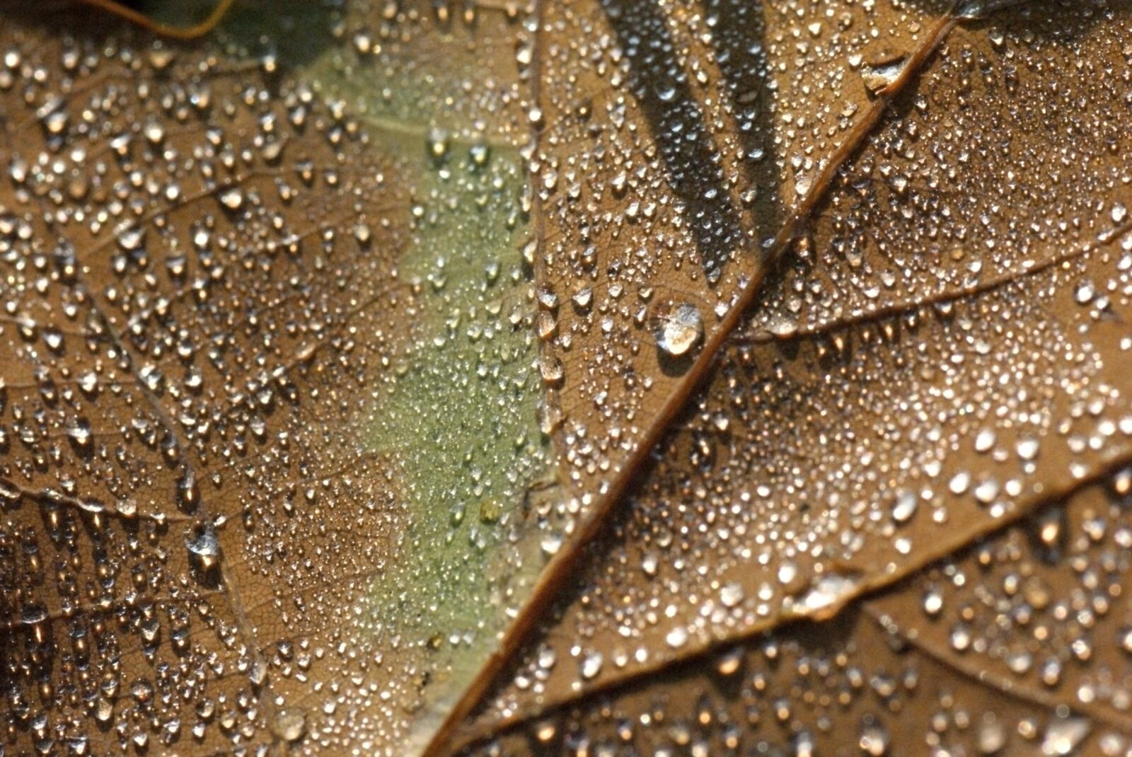 Sony Alpha DSLR-A200 sample photo. Letter, autumn, water photography
