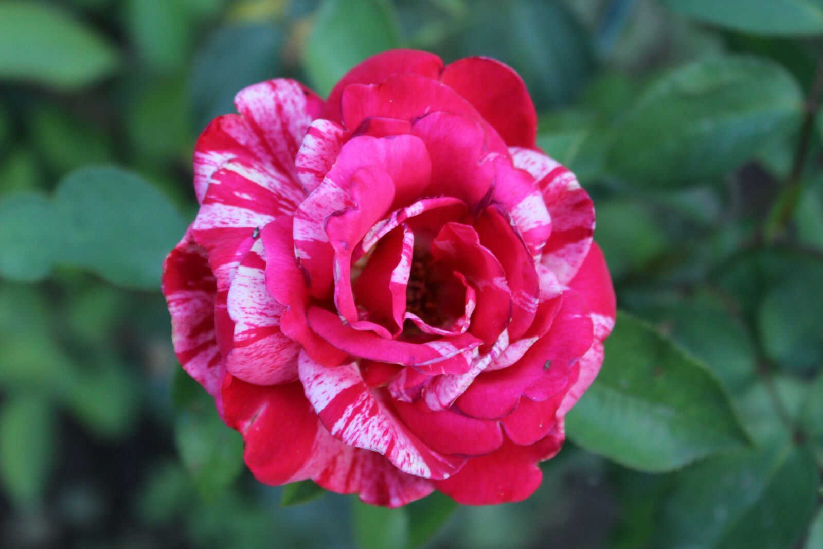 Canon EOS 600D (Rebel EOS T3i / EOS Kiss X5) sample photo. Beauty, rose, love photography