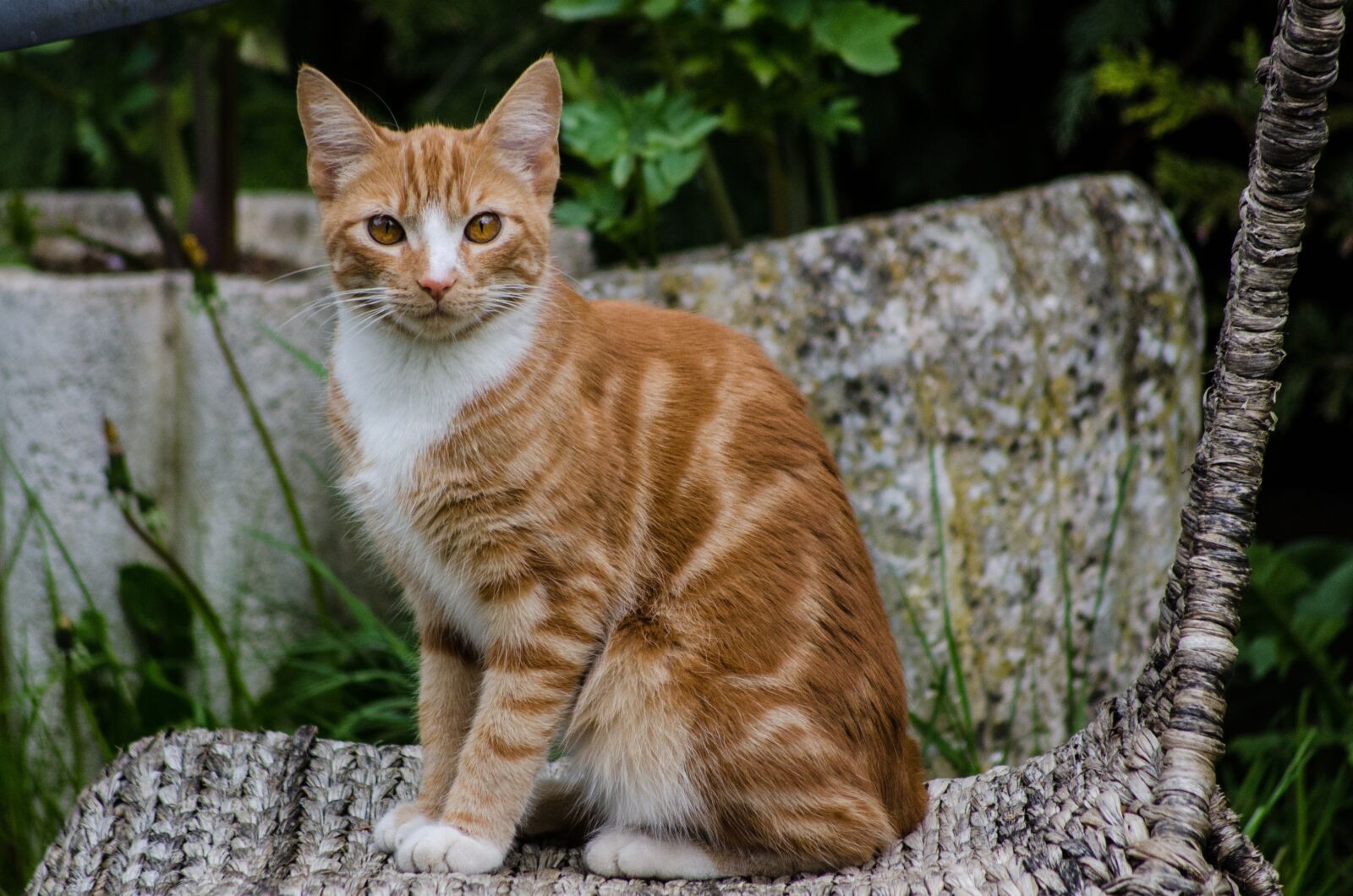 Nikon D7000 sample photo. Cat, red, animal photography