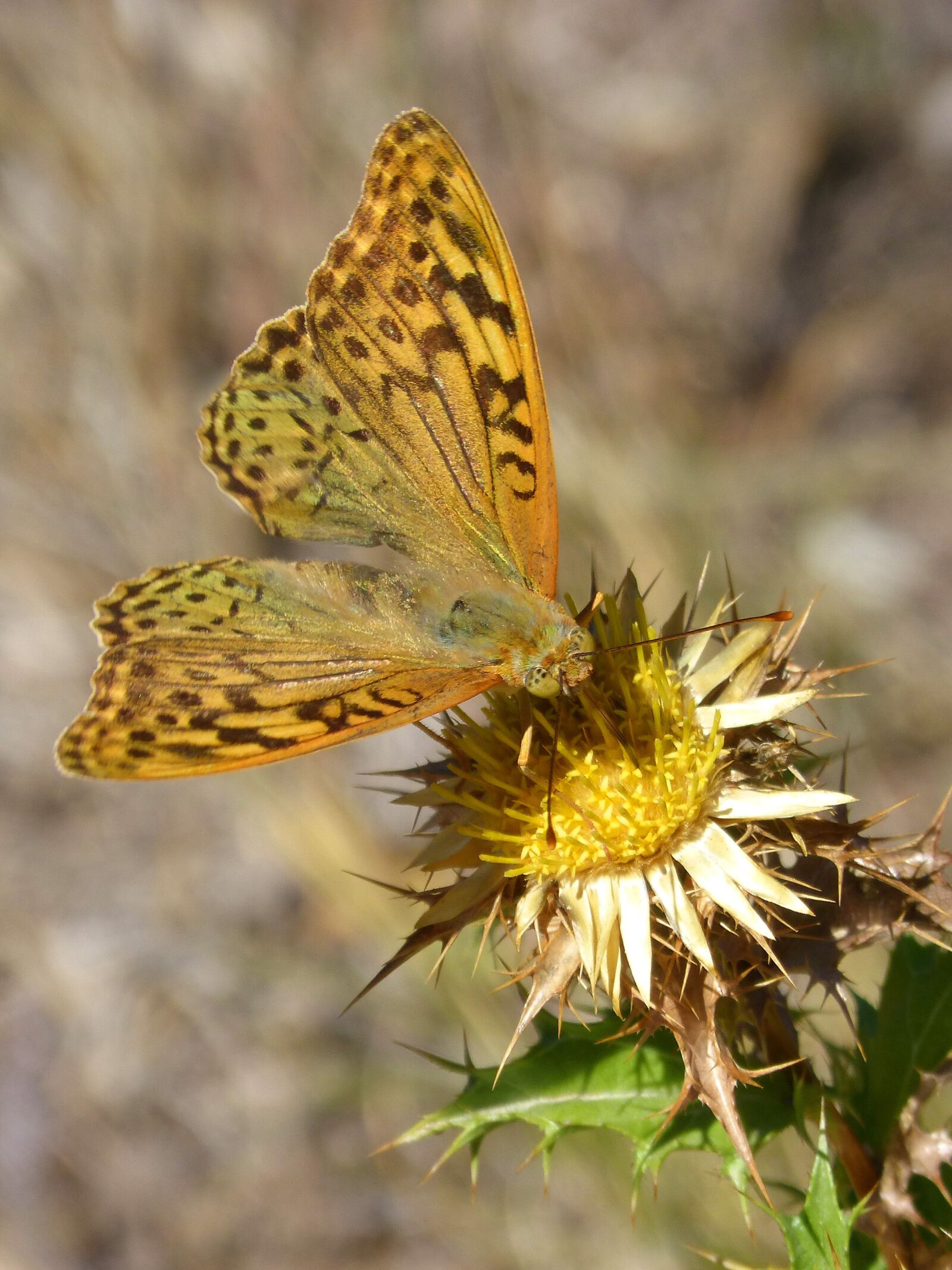 Panasonic DMC-FZ62 sample photo. Butterfly, maiden waves, marsh photography