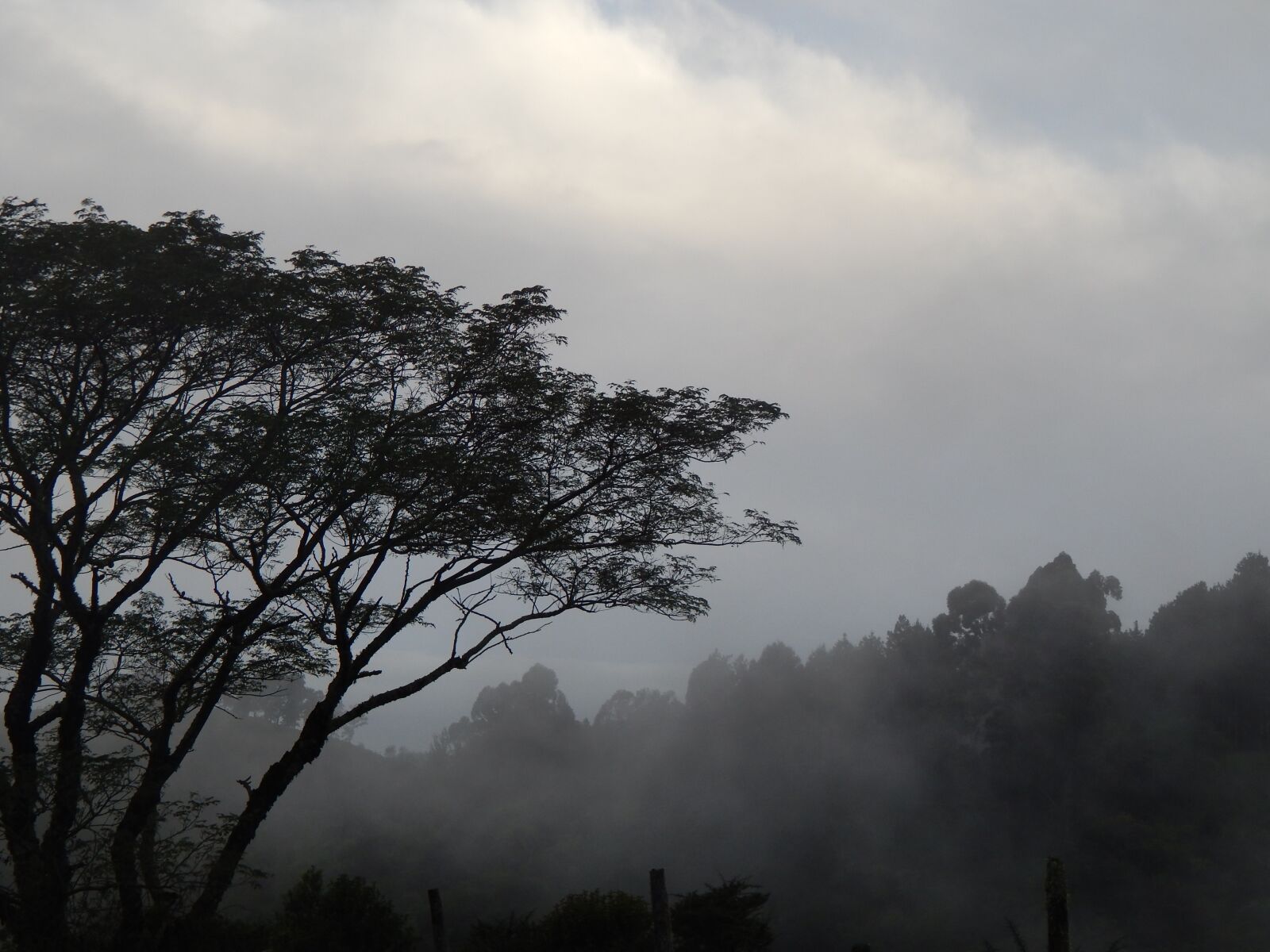 Nikon Coolpix L820 sample photo. Mountain, tree, fog photography