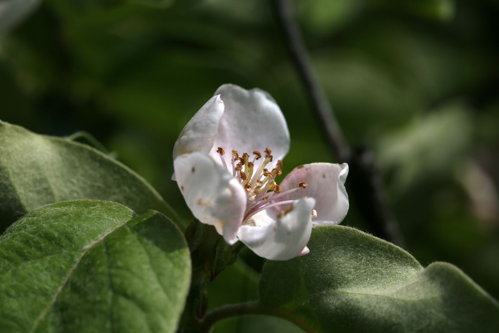 Canon EF 100mm F2.8L Macro IS USM sample photo. Apricot blossom, blossom, bloom photography