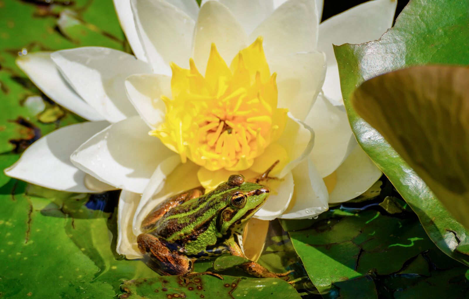 Sony a7R III sample photo. Water lily, frog, amphibian photography