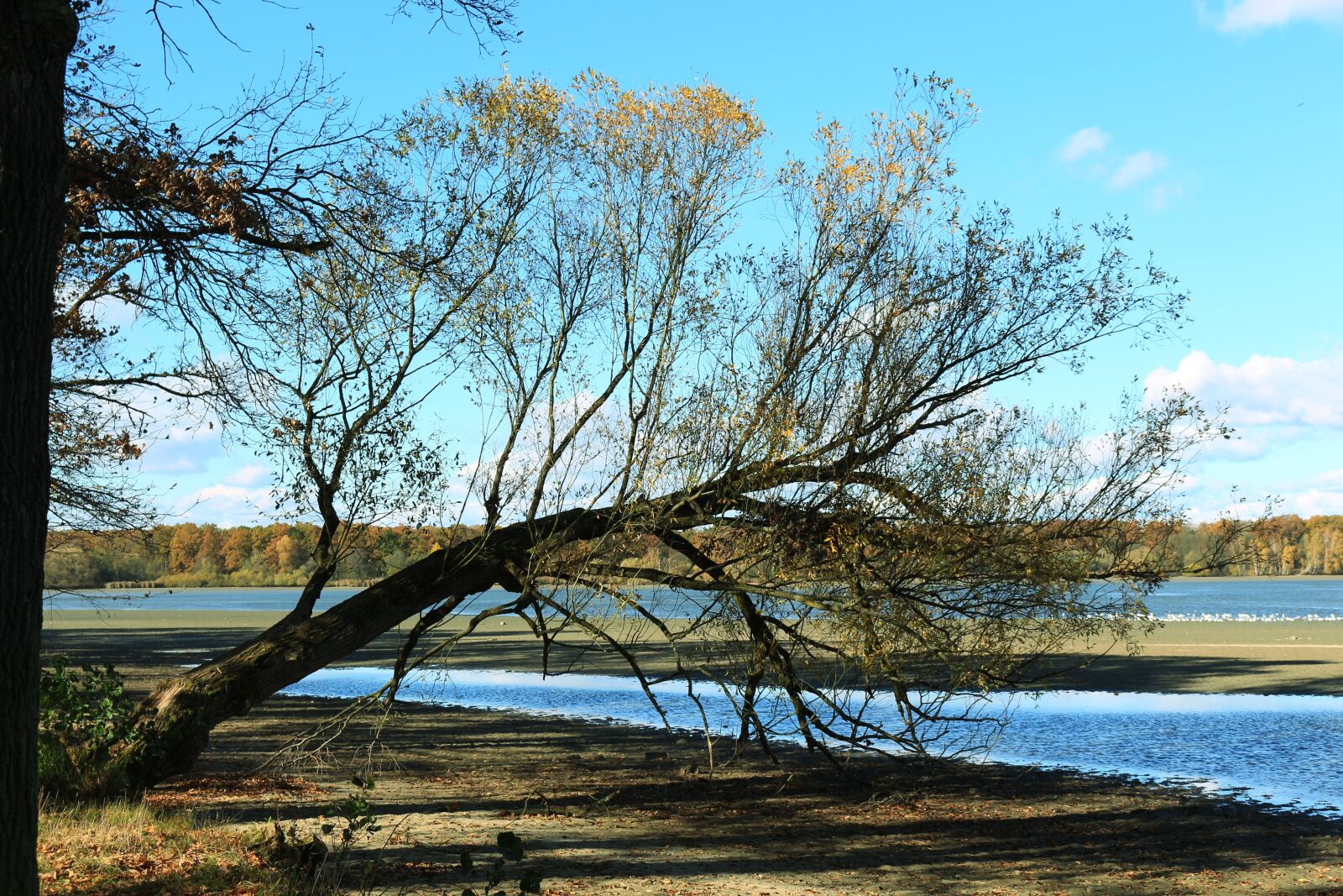 Canon EOS 700D (EOS Rebel T5i / EOS Kiss X7i) sample photo. Bank, pond, tree photography