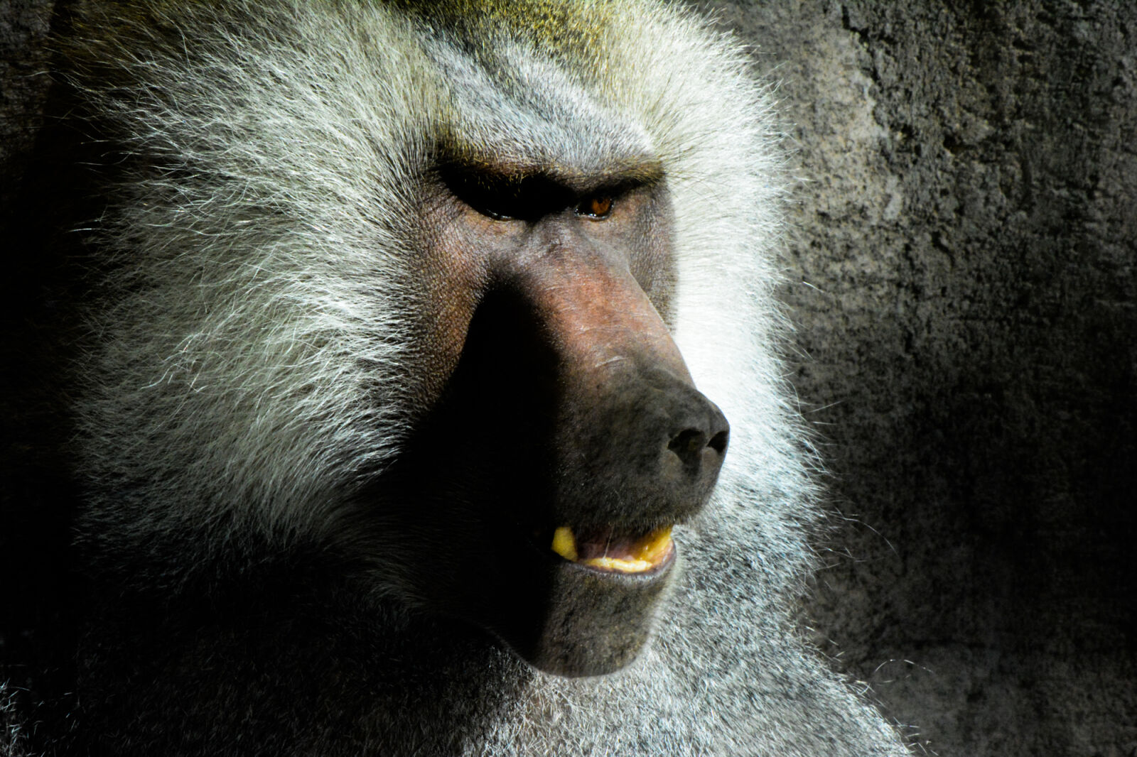 Nikon AF-S DX Nikkor 55-300mm F4.5-5.6G ED VR sample photo. Baboon, baboons, monkey, monkeys photography