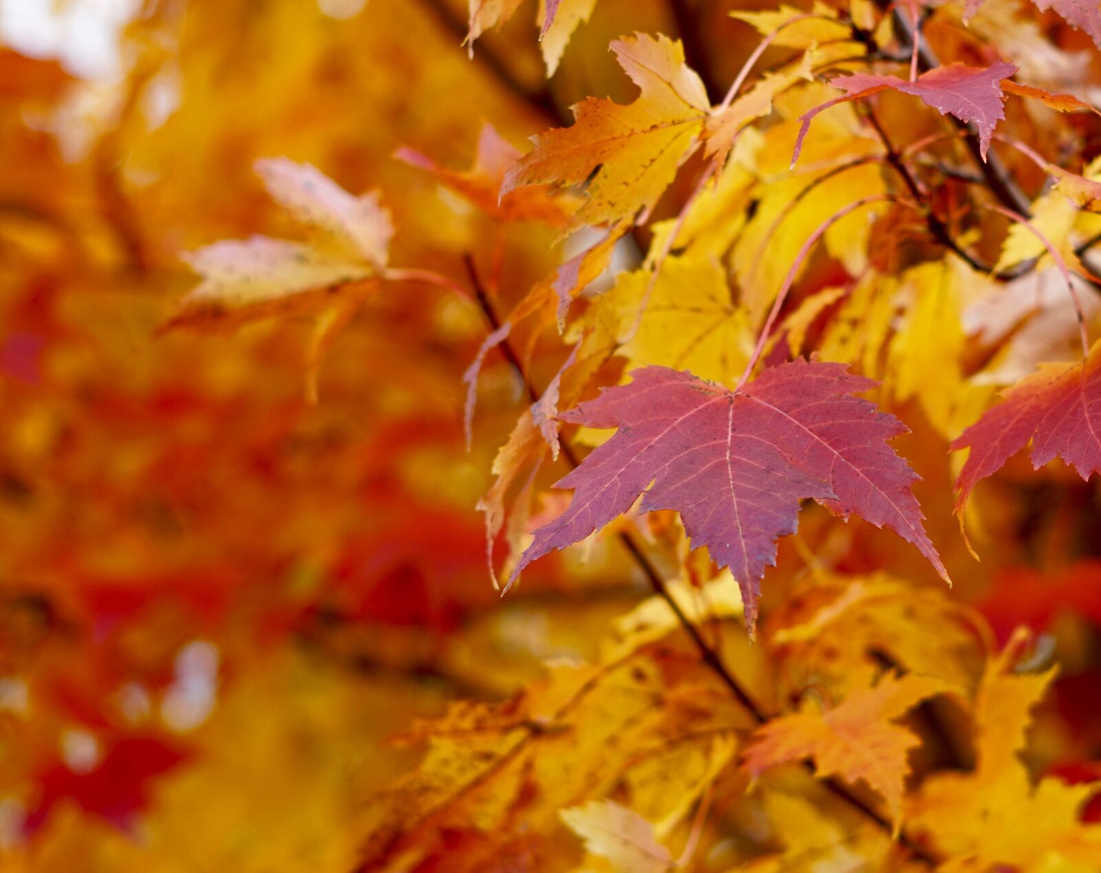 Sony FE 50mm F1.8 sample photo. Eaves, fall, autumn photography
