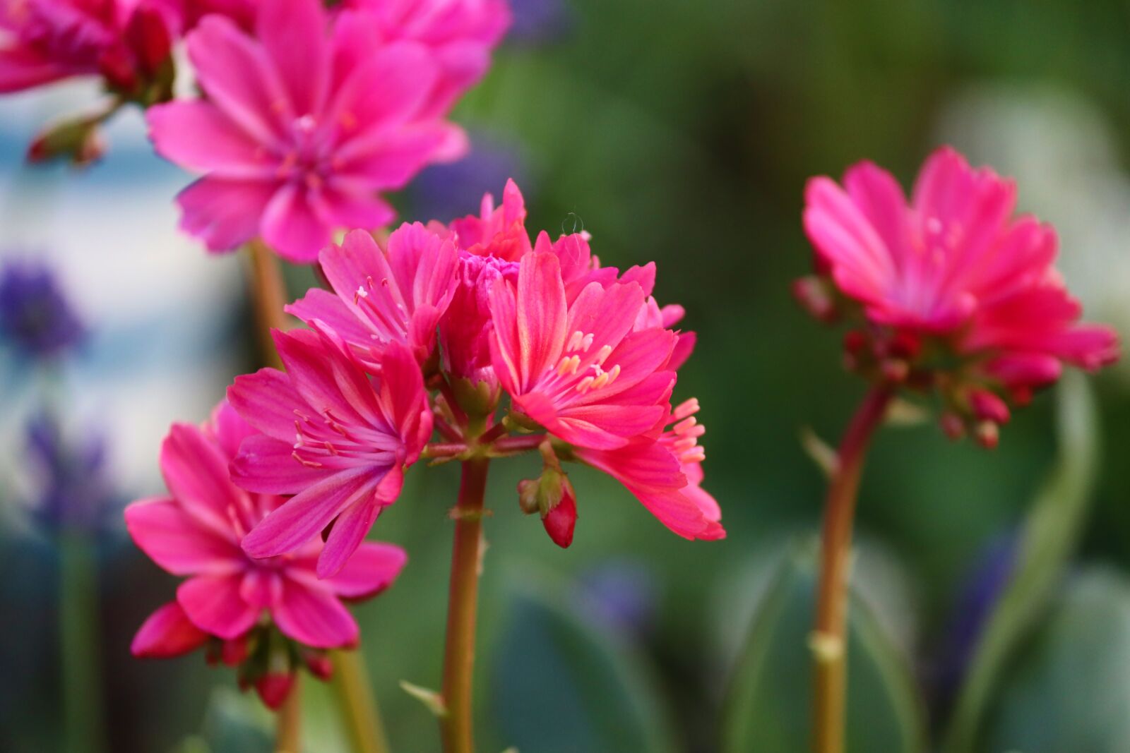 Canon EOS 200D (EOS Rebel SL2 / EOS Kiss X9) sample photo. Porcelain roses, bitterwurz, lewisia photography
