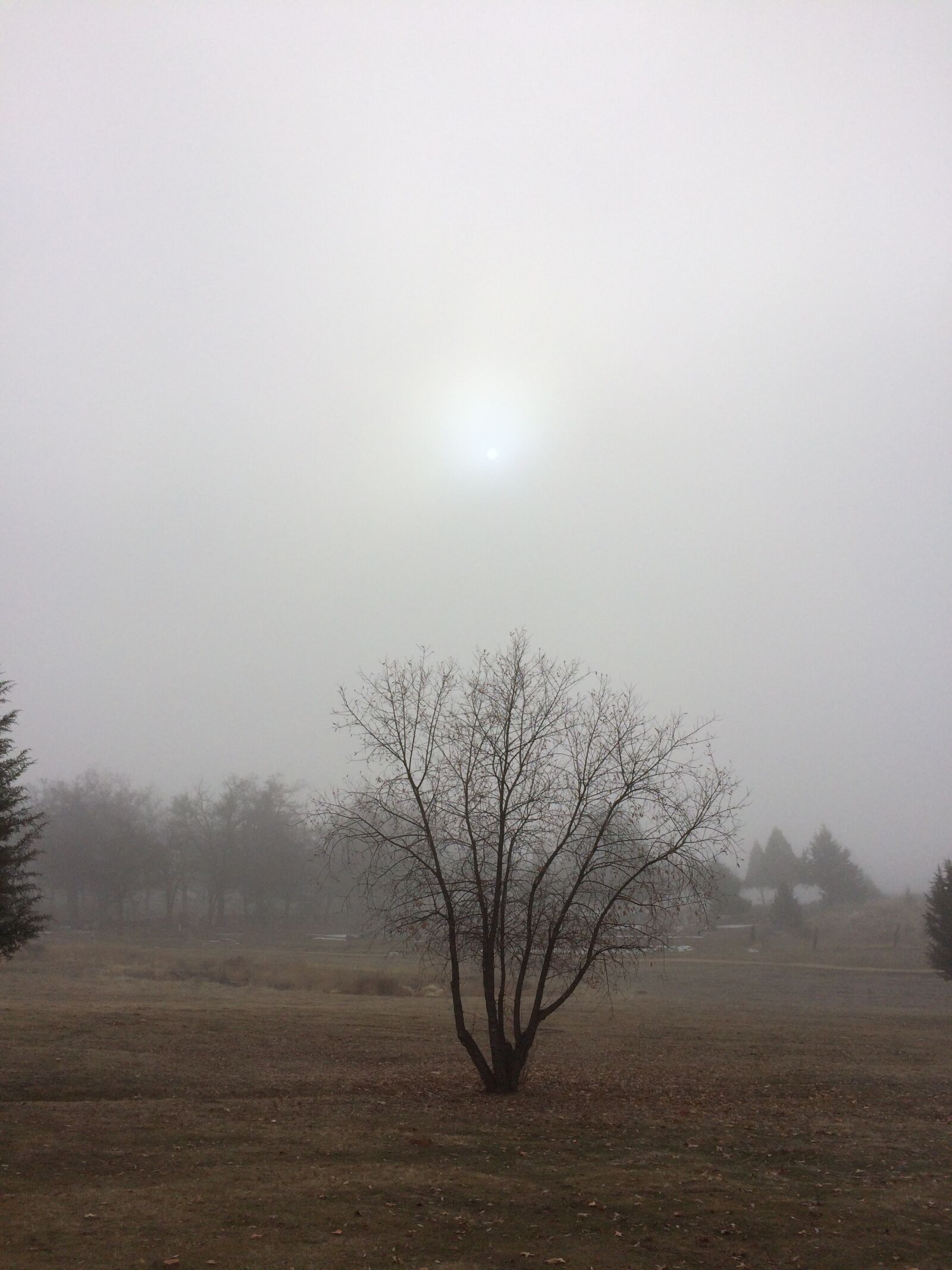 Apple iPhone 5s sample photo. Foggy, fog, landscape photography