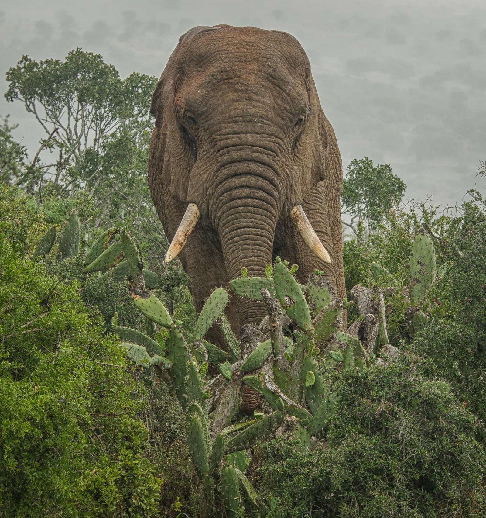 Nikon D7000 sample photo. Elephant, bull elephant, nature photography
