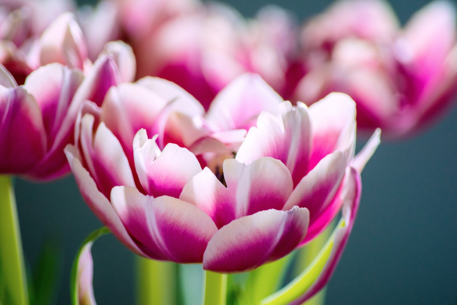 Nikon D5300 sample photo. Spring, flowers, pink photography