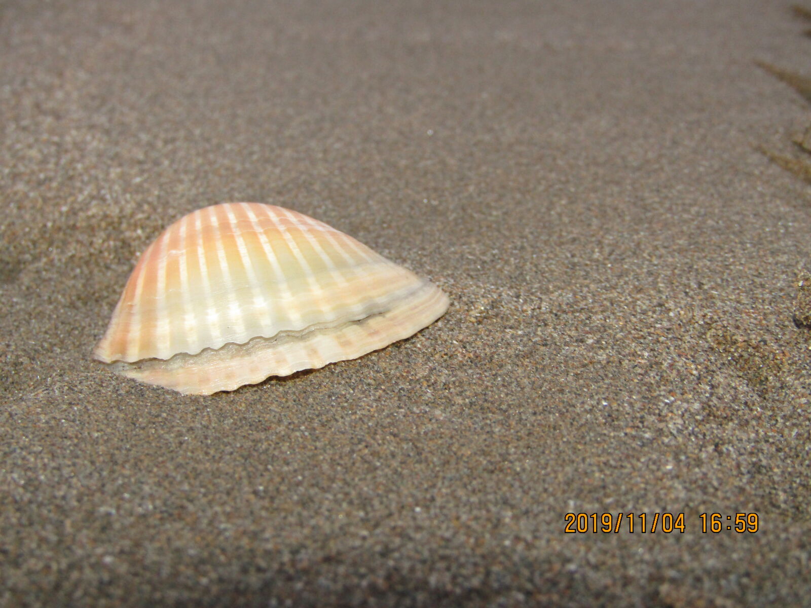 Canon POWERSHOT SX430 IS sample photo