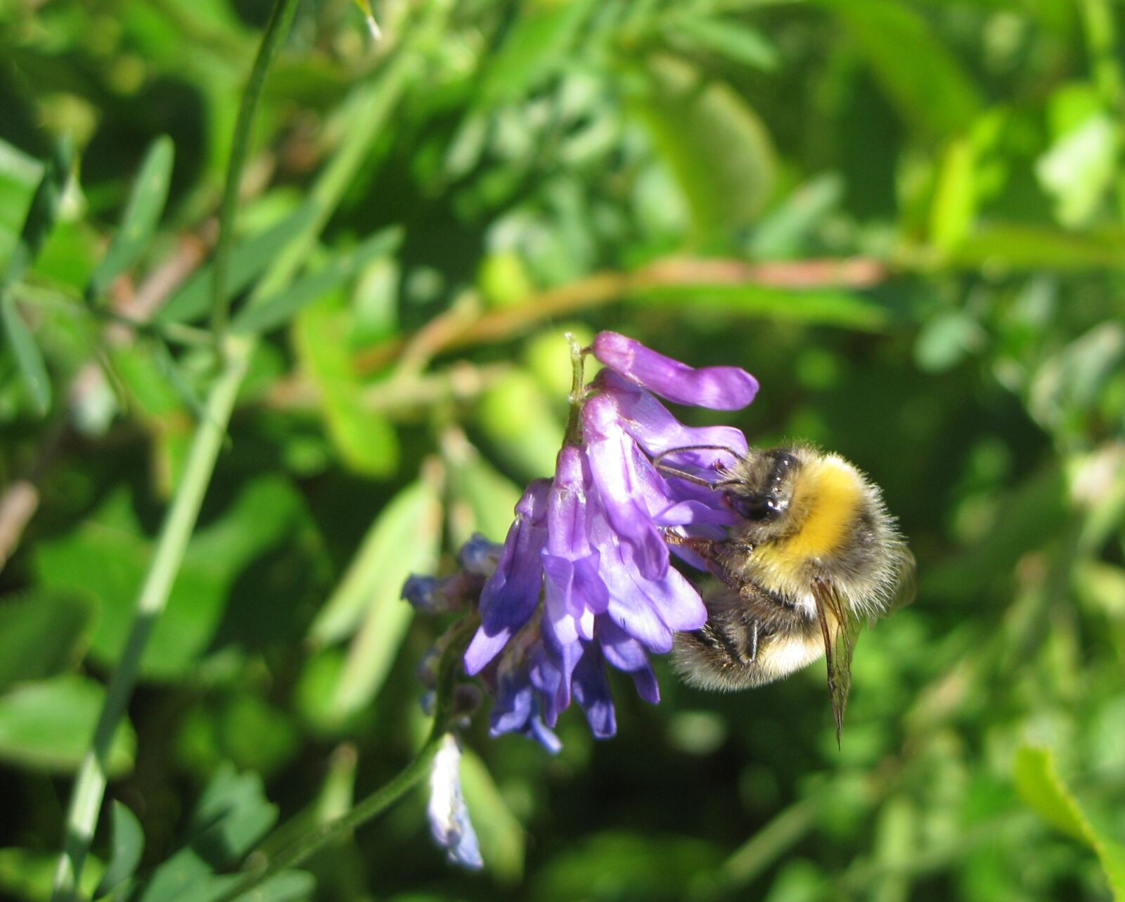 Canon IXY DIGITAL 2000 IS sample photo. Summer, flower, bee photography