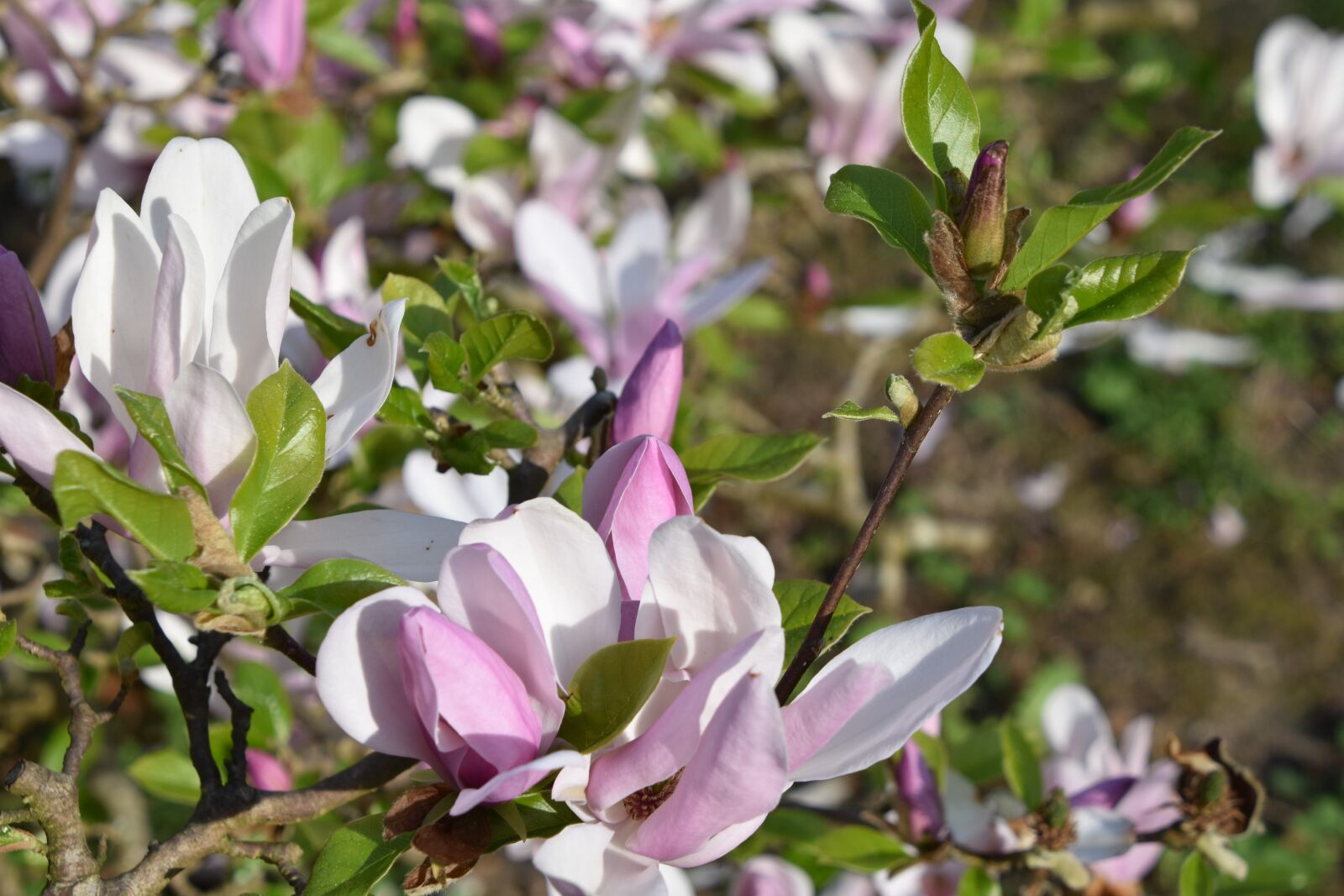 Nikon D5600 sample photo. Flower, nature, plant photography