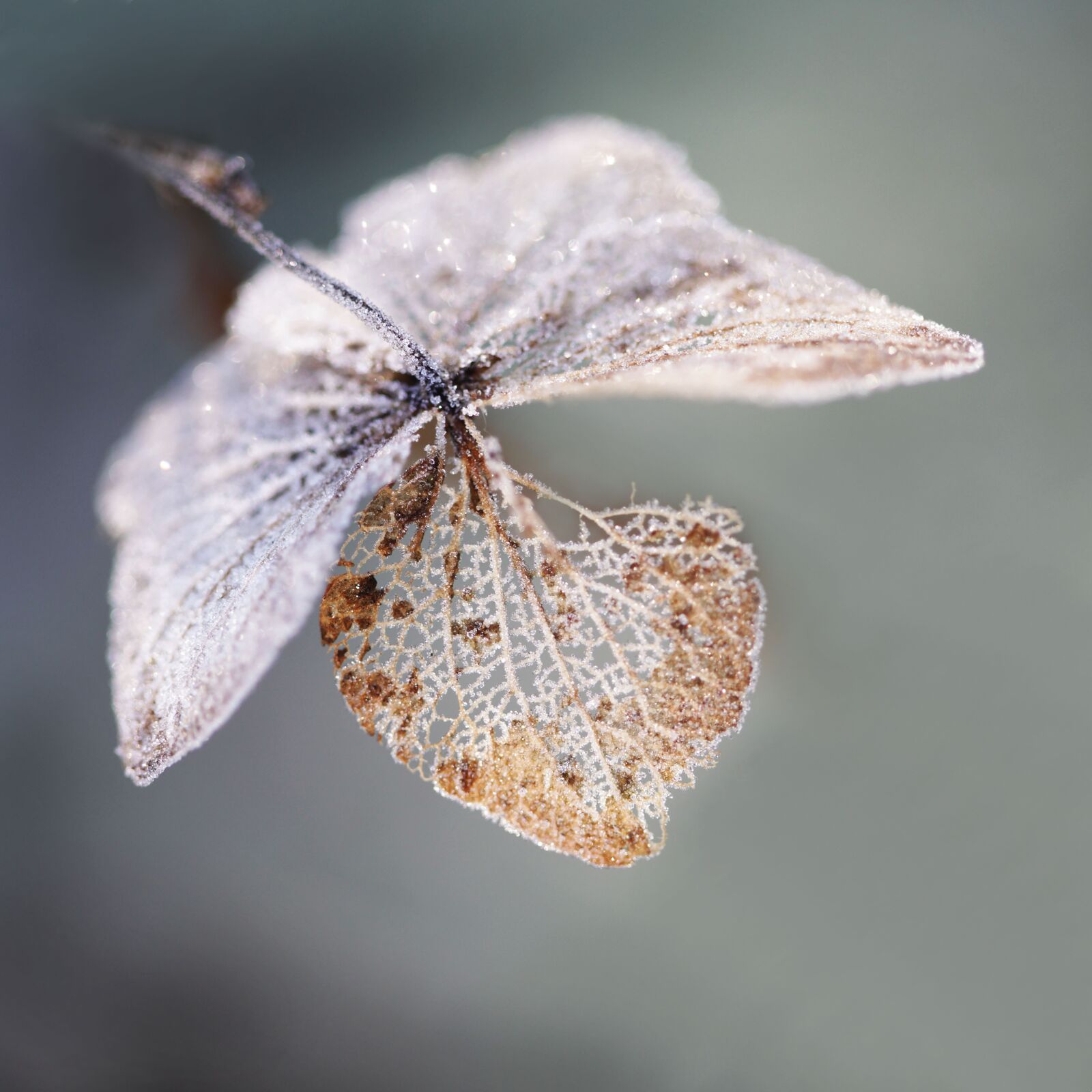 Canon EOS 5D Mark II sample photo. Frost, winter, ripe photography
