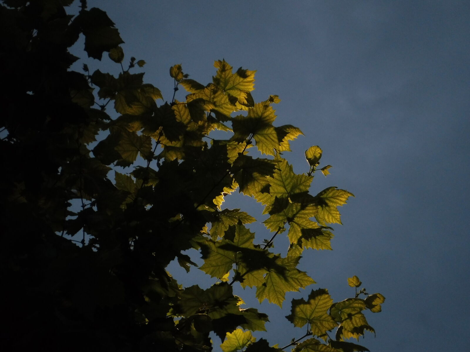 Fujifilm FinePix XP80 XP81 XP85 sample photo
