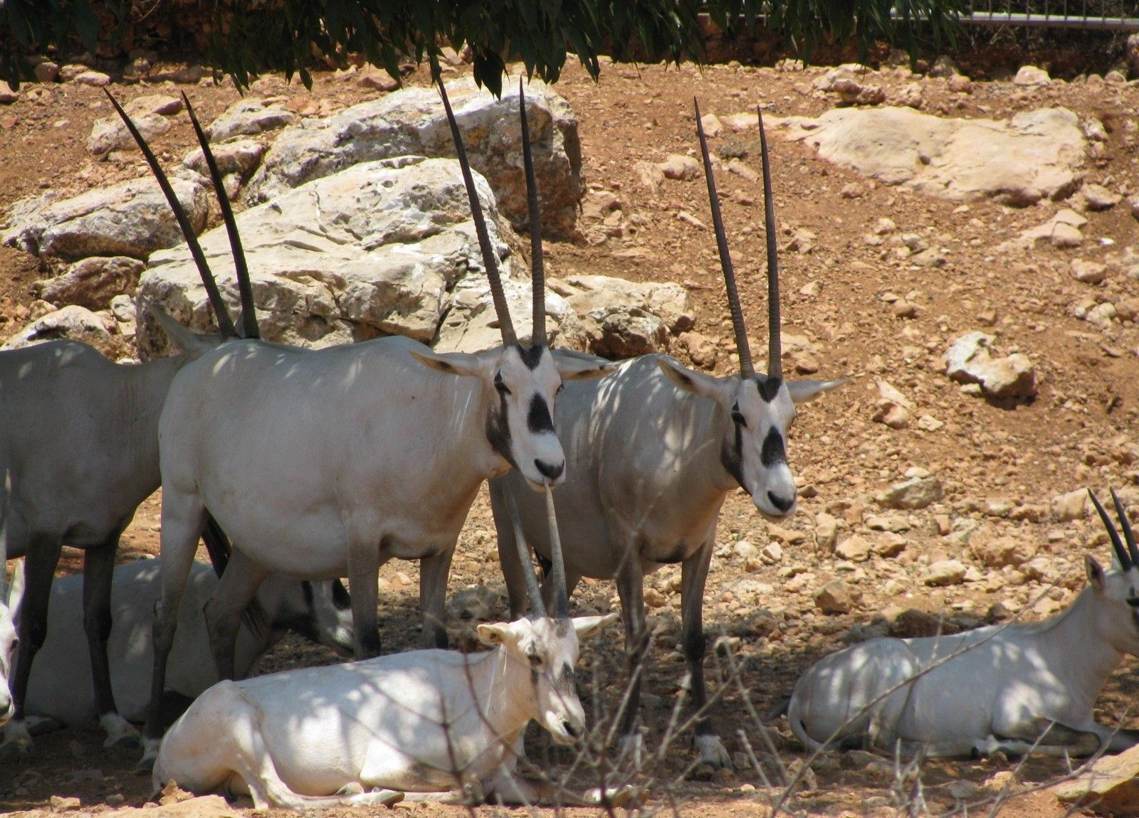 Canon POWERSHOT SX100 IS sample photo. Oryx, antelope, africa photography