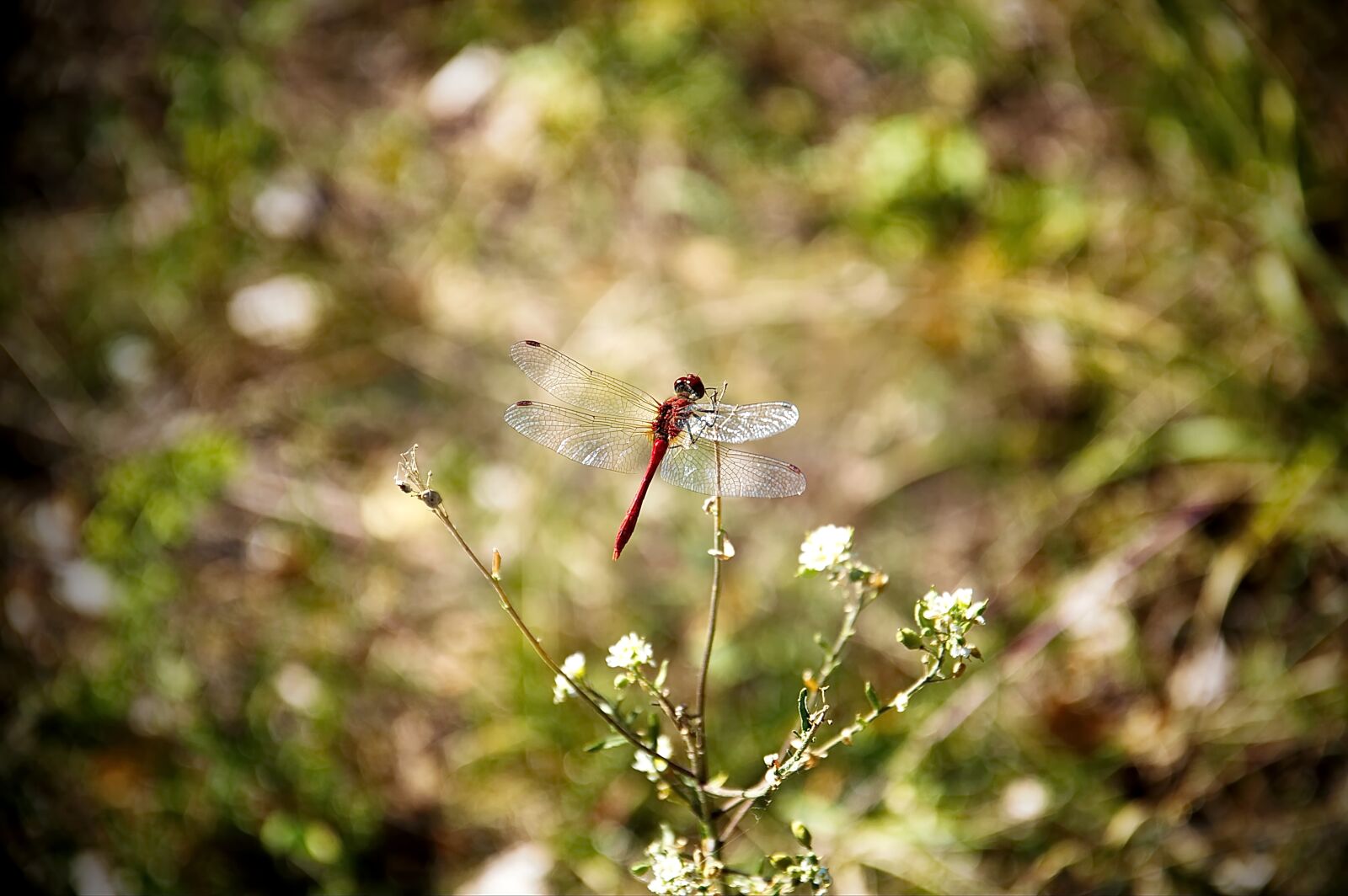 Nikon D3200 sample photo. Dragonfly, nature, insect wings photography
