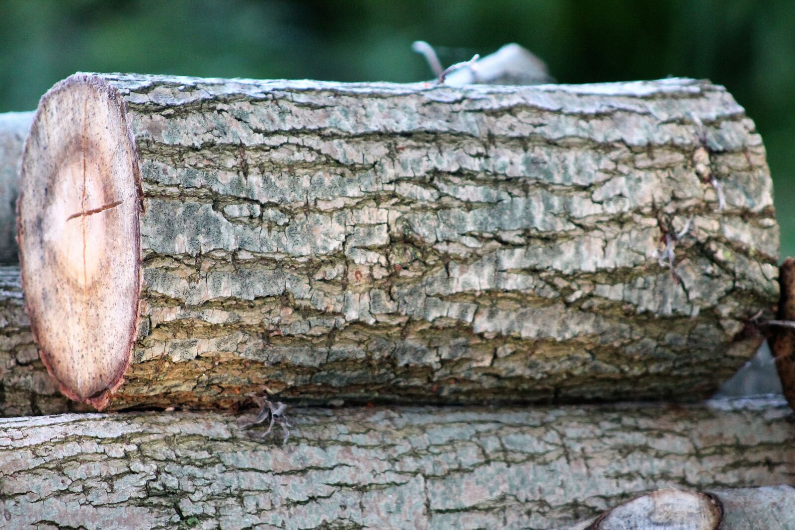 Canon EOS 1100D (EOS Rebel T3 / EOS Kiss X50) sample photo. Wood, nature, fall photography