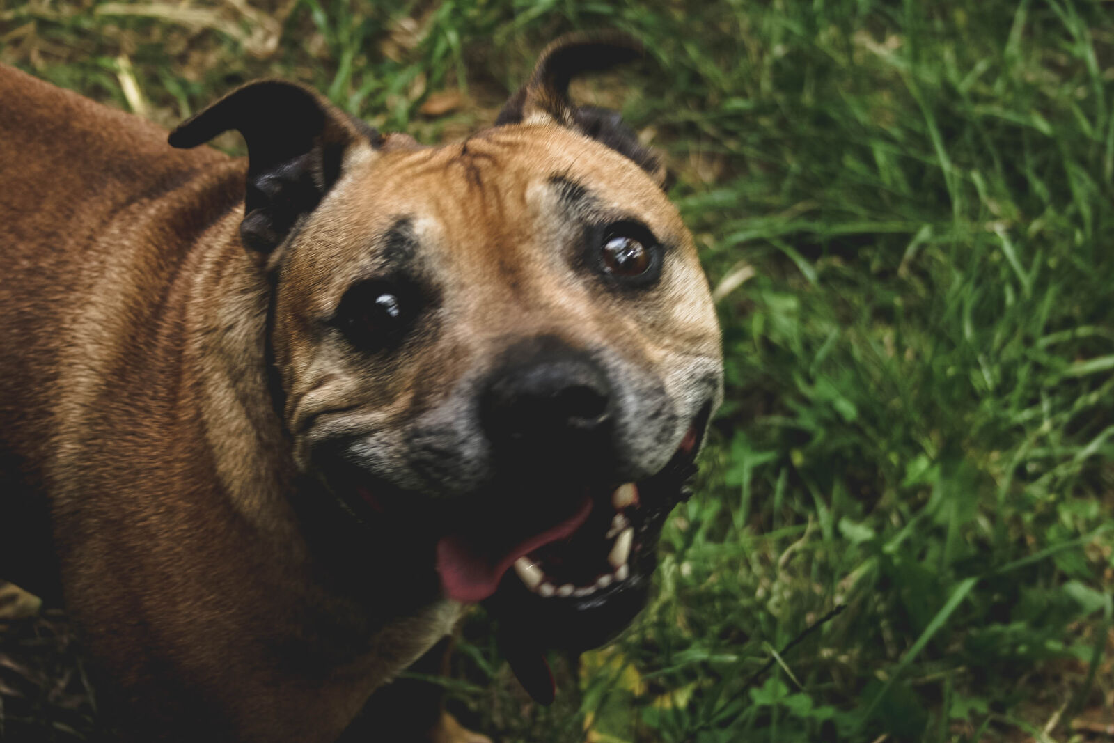 Canon EOS 20D sample photo. Dog, dog, head, dog photography