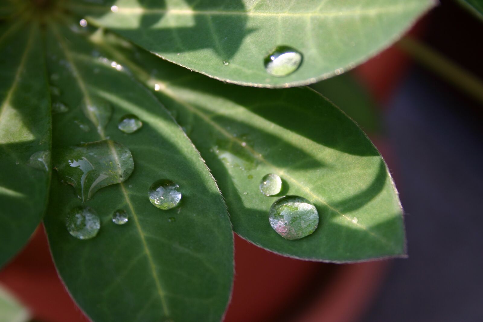 Canon EOS 300D (EOS Digital Rebel / EOS Kiss Digital) sample photo. Leaf, plant, rain photography