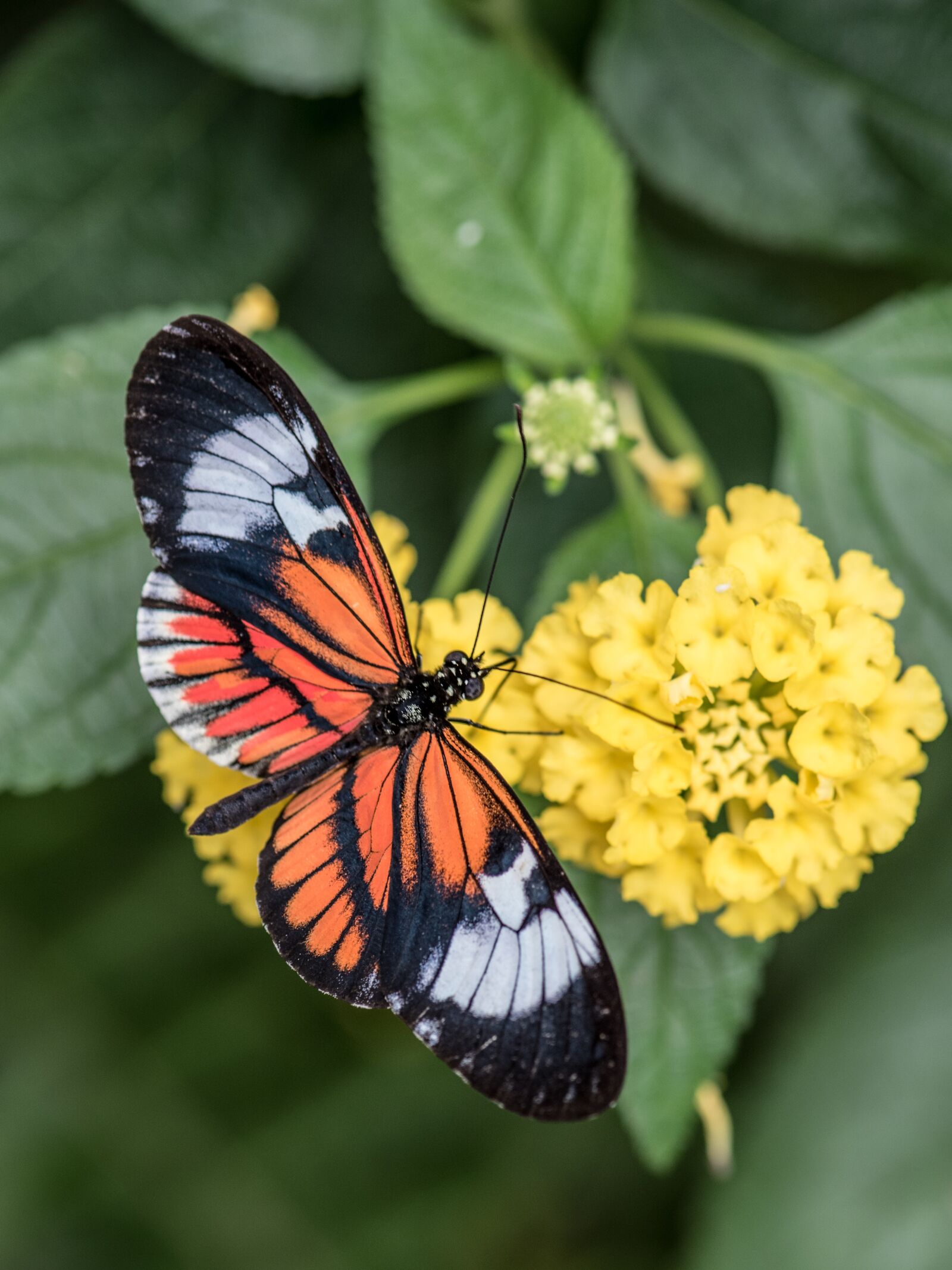 Nikon D750 sample photo. Butterfly, macro, pose photography