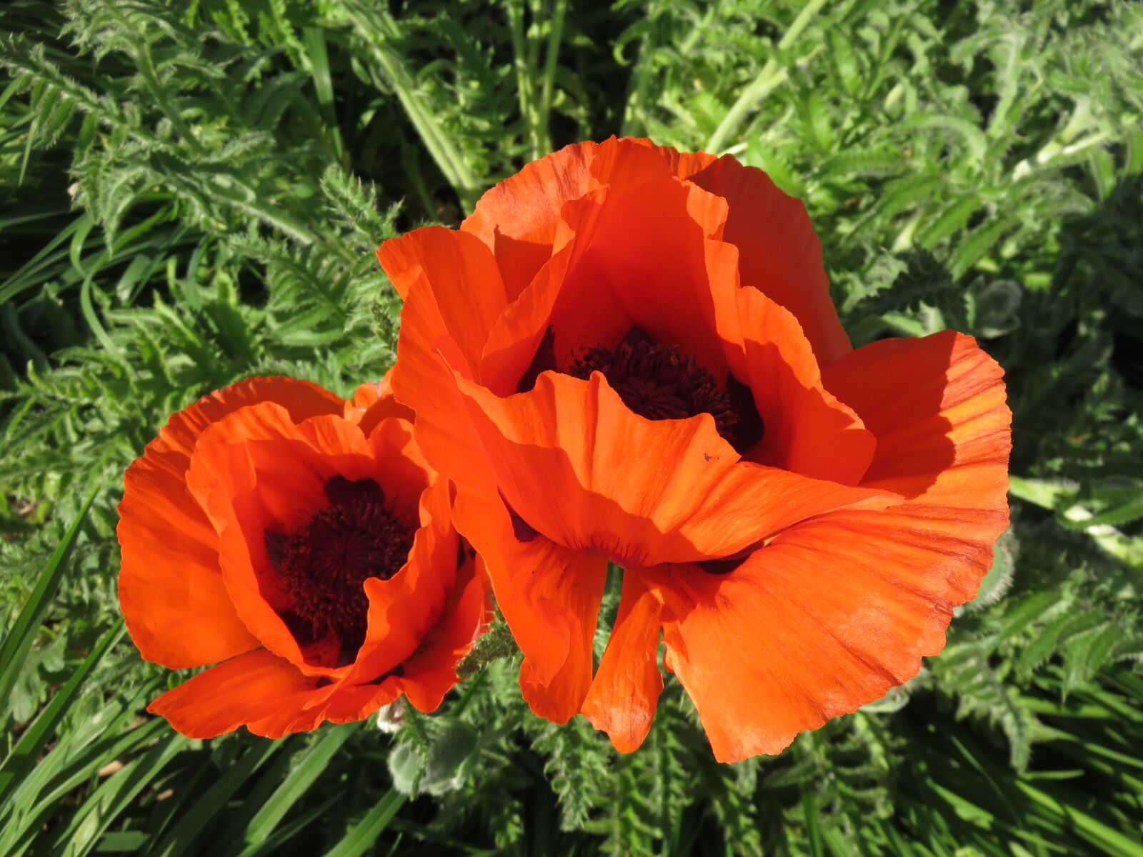Canon PowerShot SX700 HS sample photo. Poppies, red, flowers photography