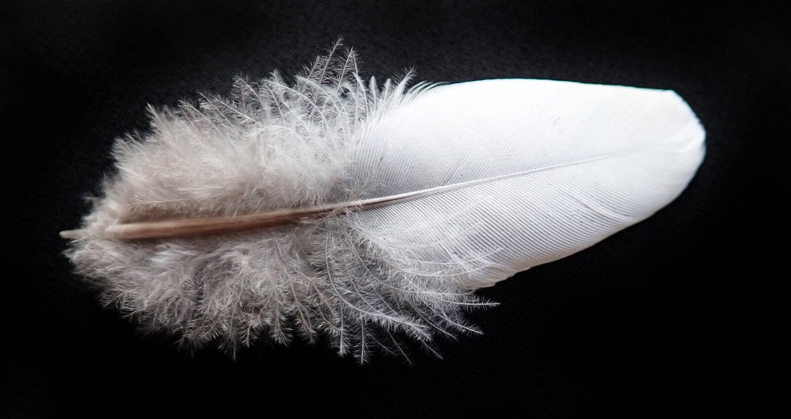 Olympus TG-5 sample photo. Feather, bird, downy photography
