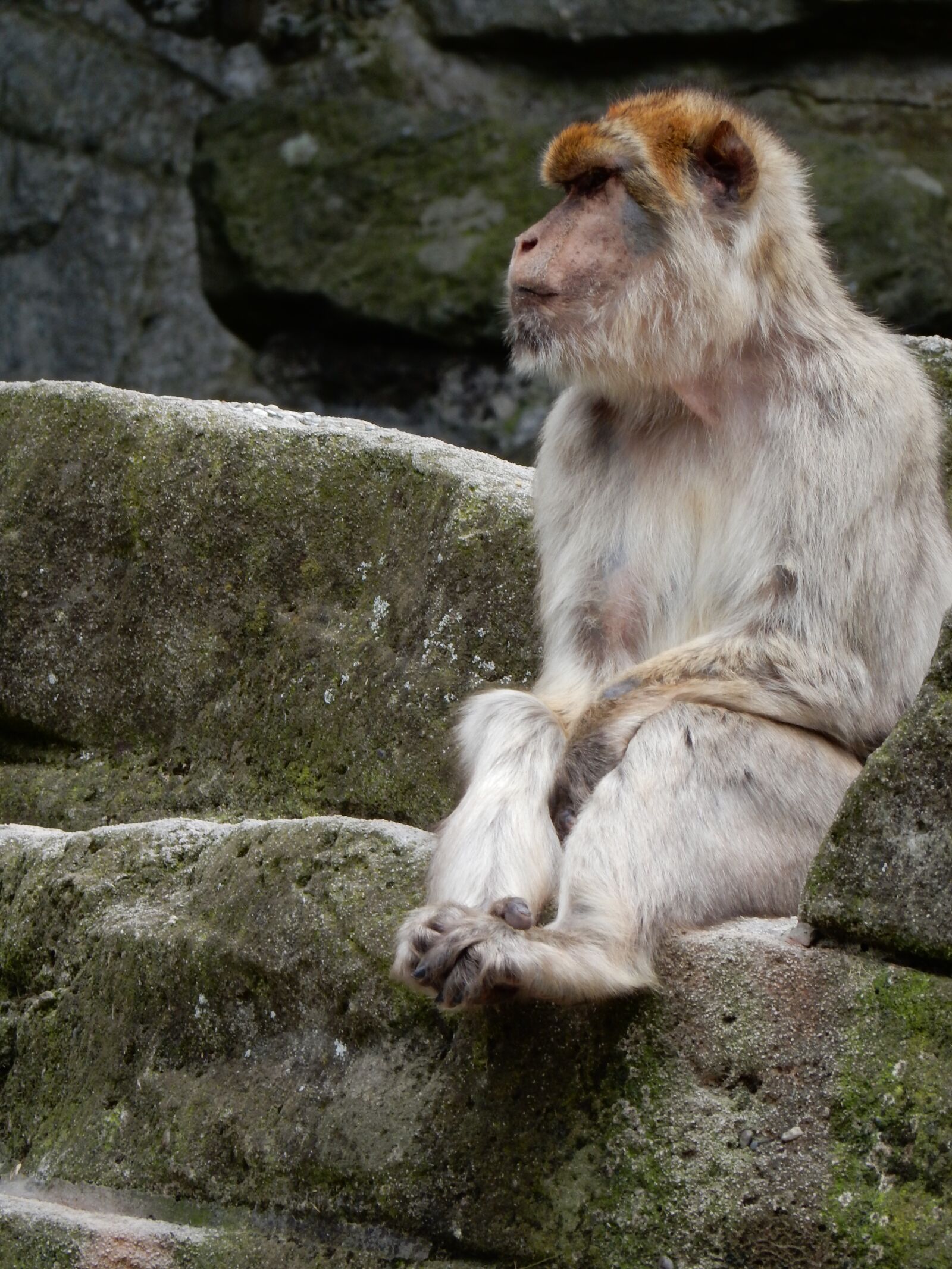 Nikon Coolpix S9900 sample photo. Monkey, zoo, watch photography