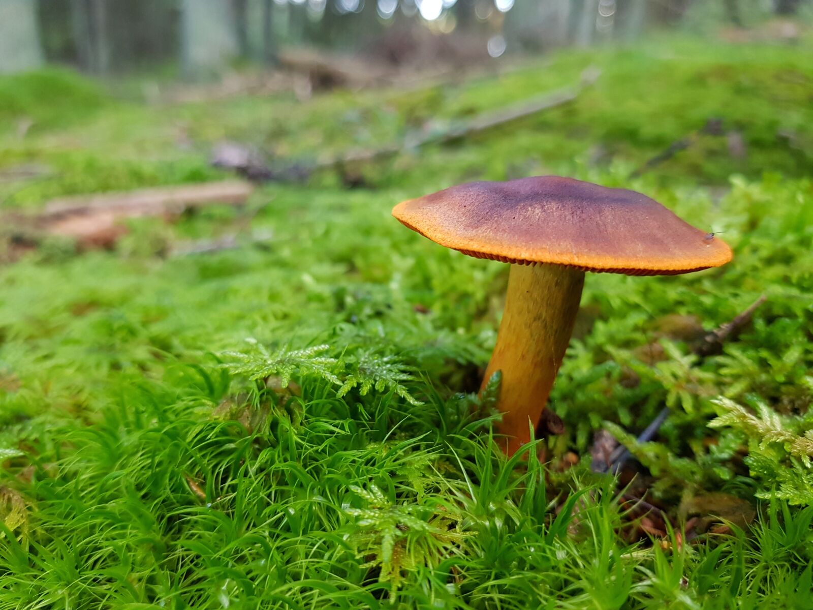Samsung Galaxy S8+ sample photo. Mushroom, forest, nature photography