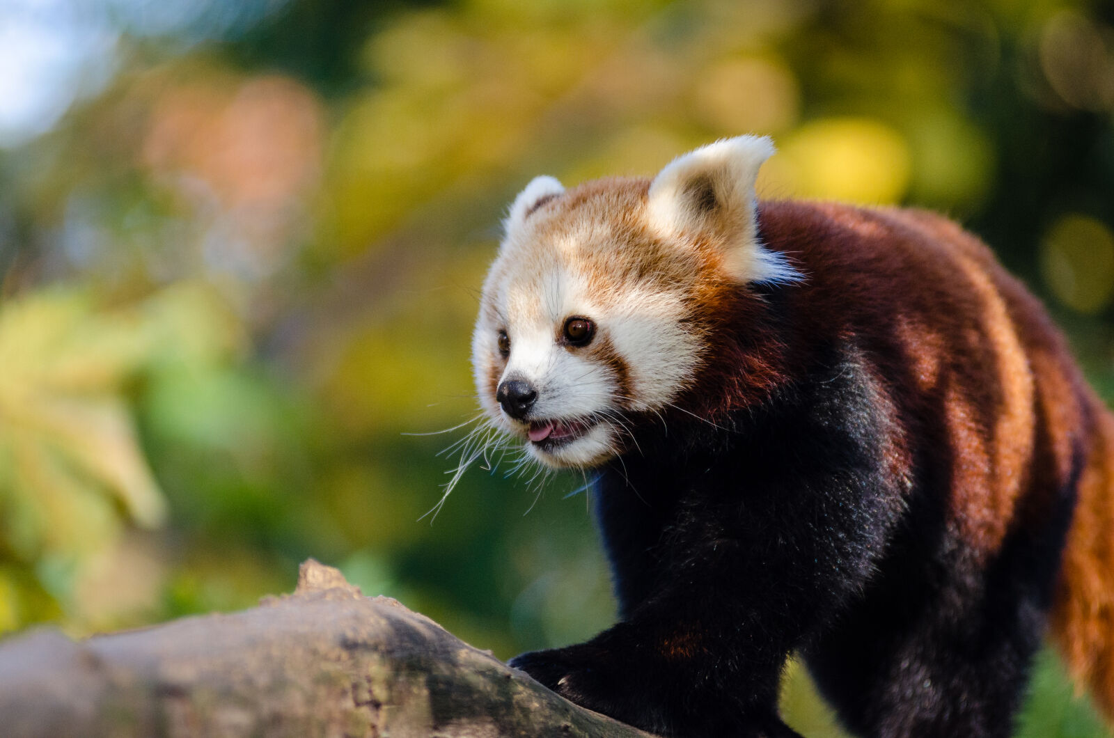 AF Zoom-Nikkor 80-200mm f/2.8 ED sample photo