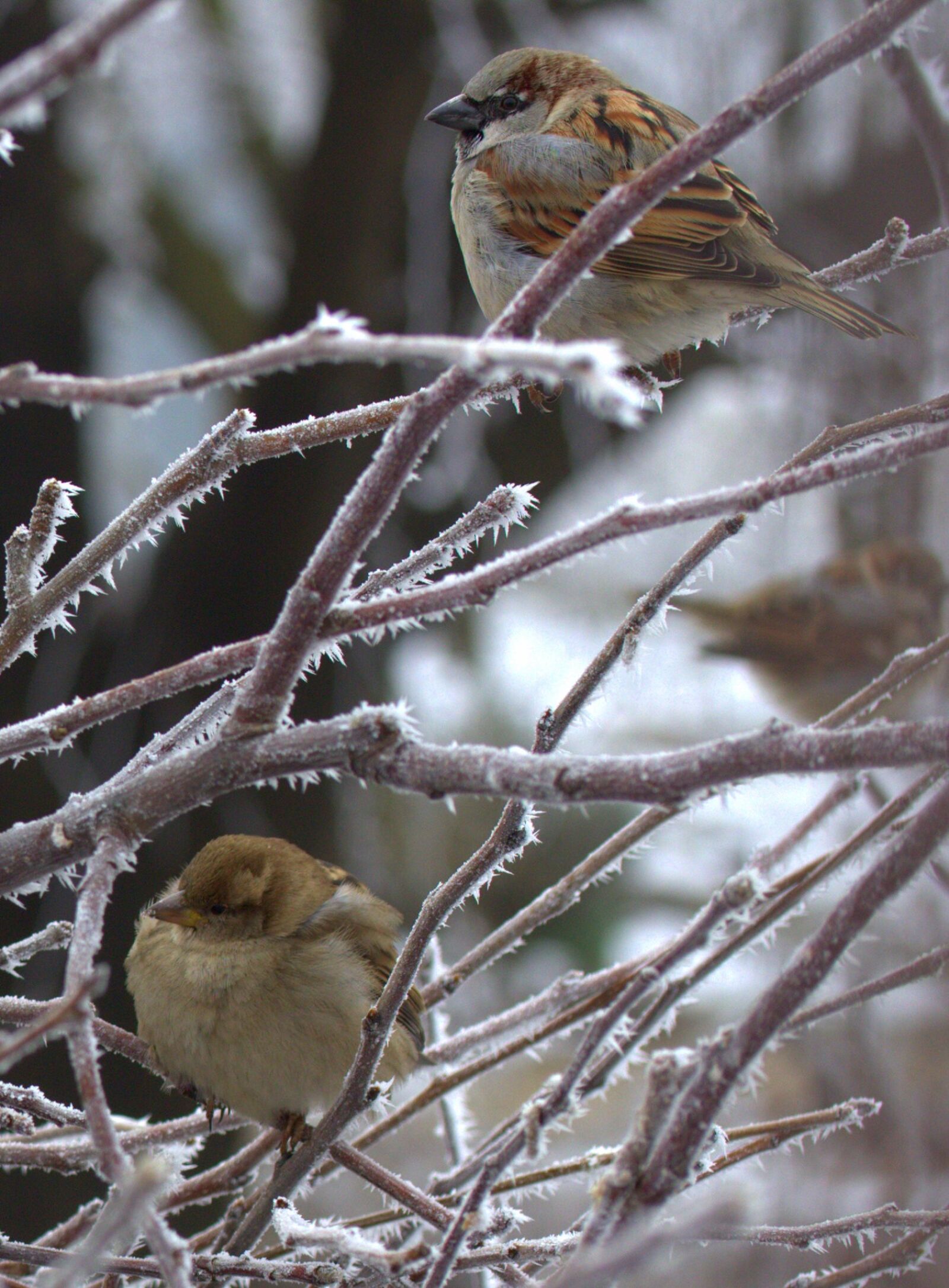 Canon EF-S 60mm F2.8 Macro USM sample photo. Sparrow, birds, cold photography