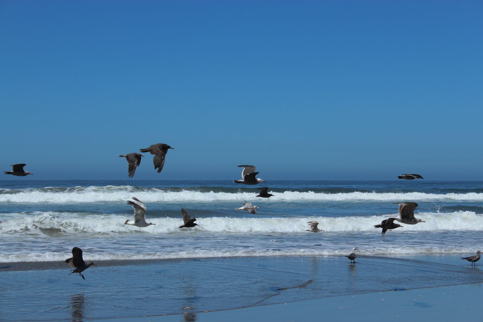 Canon EOS 600D (Rebel EOS T3i / EOS Kiss X5) sample photo. Seagull, ocean, beach photography