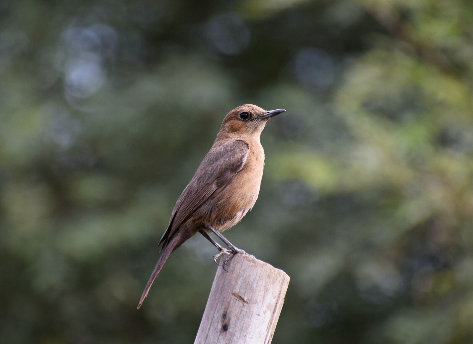 Nikon D3300 sample photo. Little, bird, cute photography