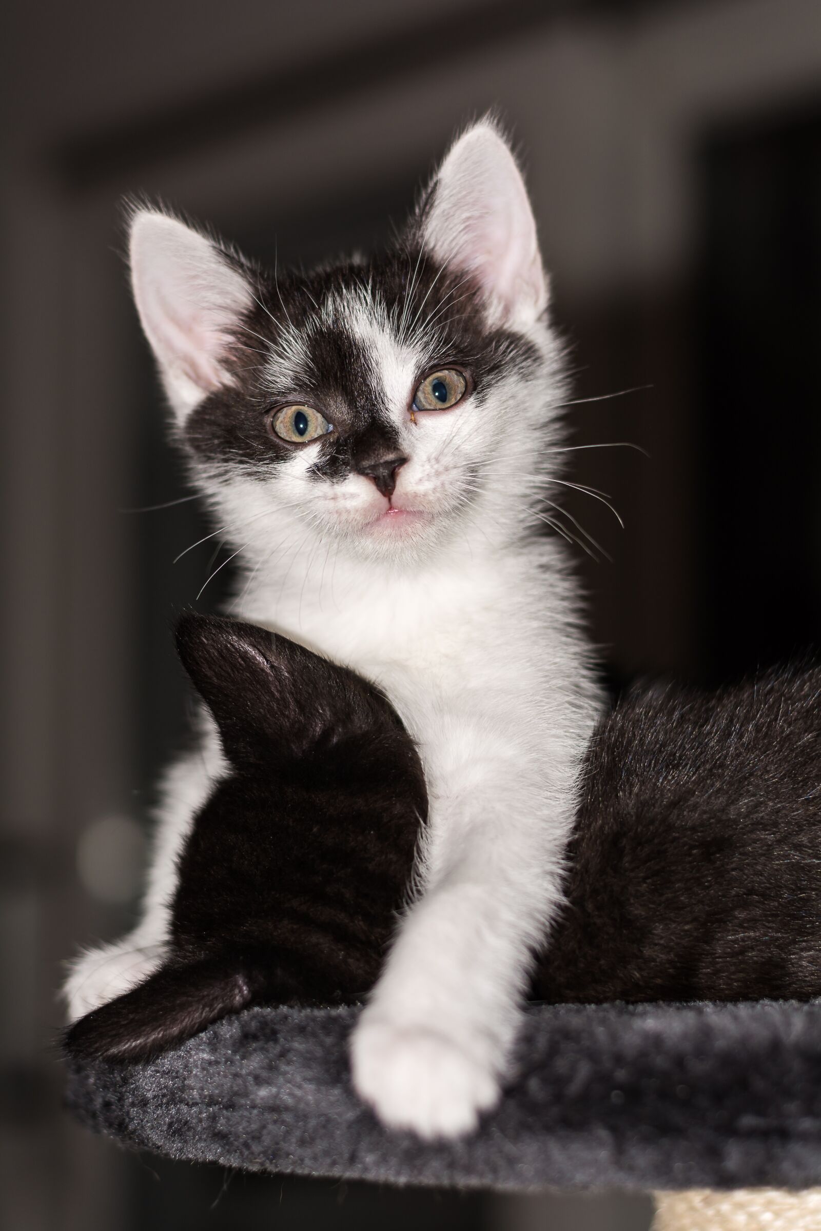 Nikon D5200 sample photo. Baby cat, cat baby photography