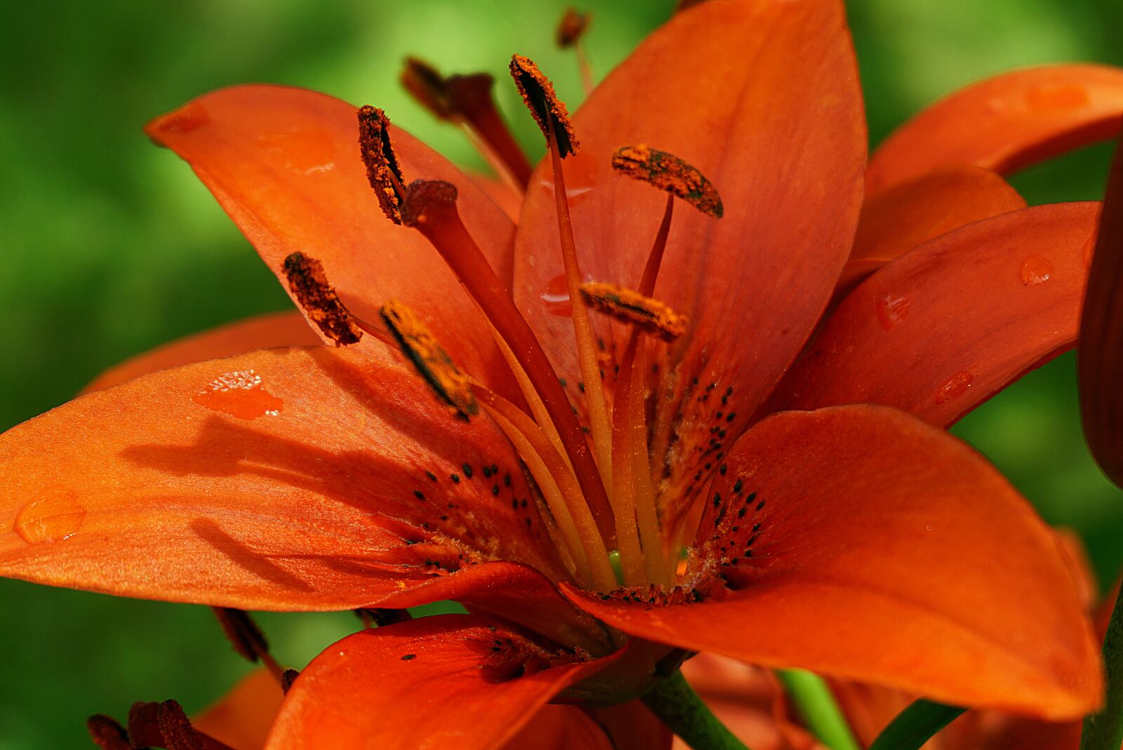 Sony a6000 sample photo. Lily, flower, smolinosy photography