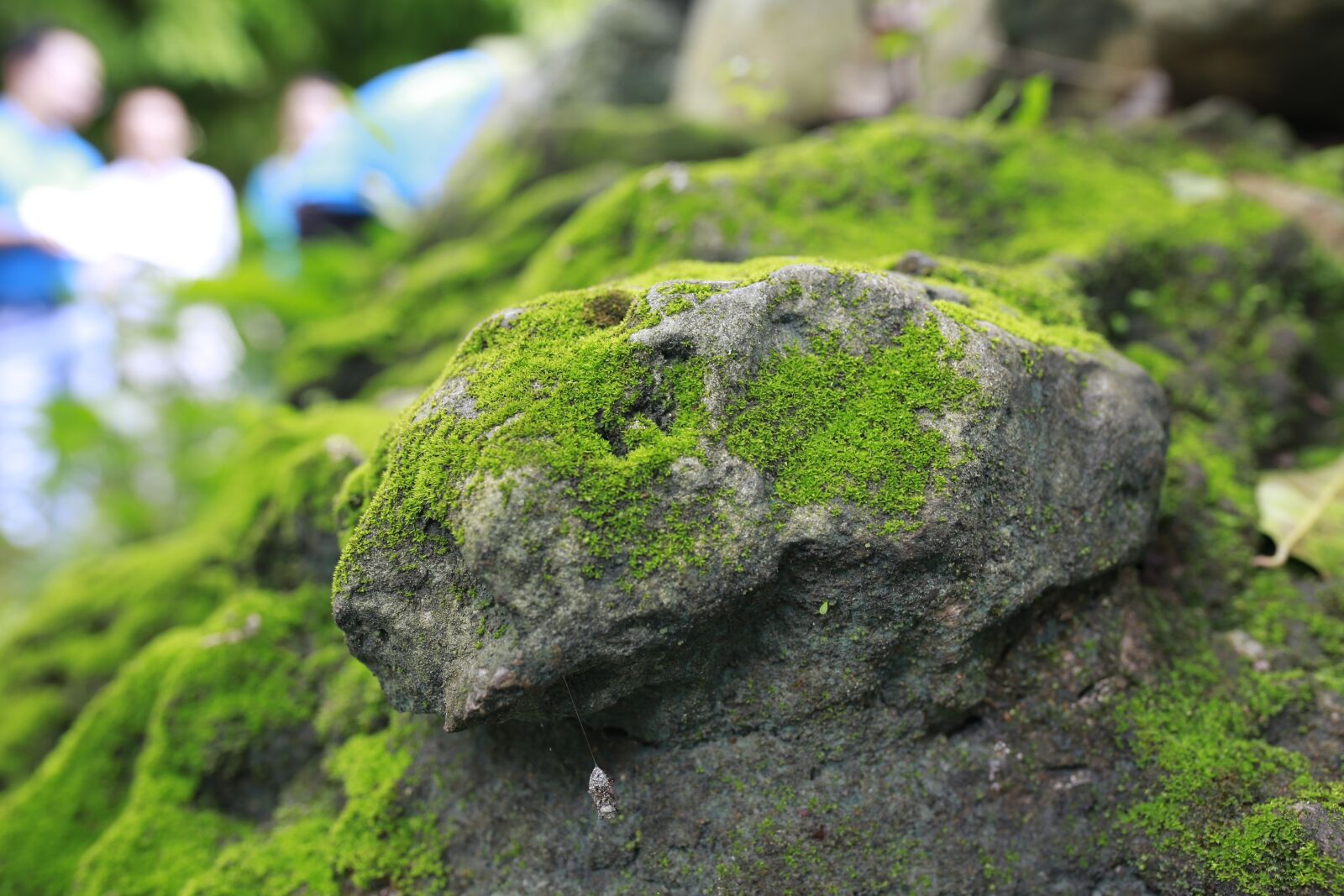 Canon EOS 6D sample photo. Moss wall, green, government photography