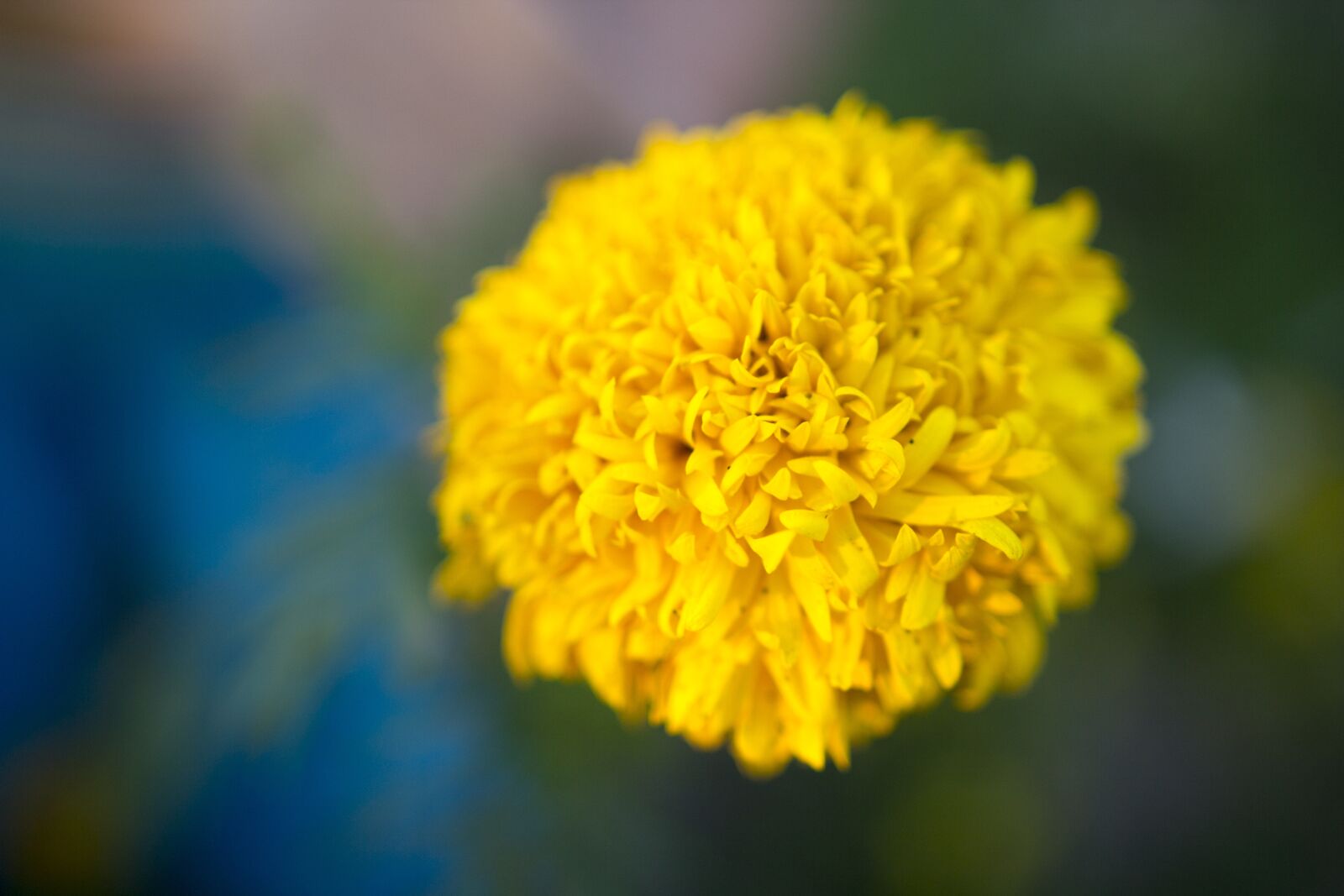 Canon EOS 60D sample photo. Marigold, garden, flower photography