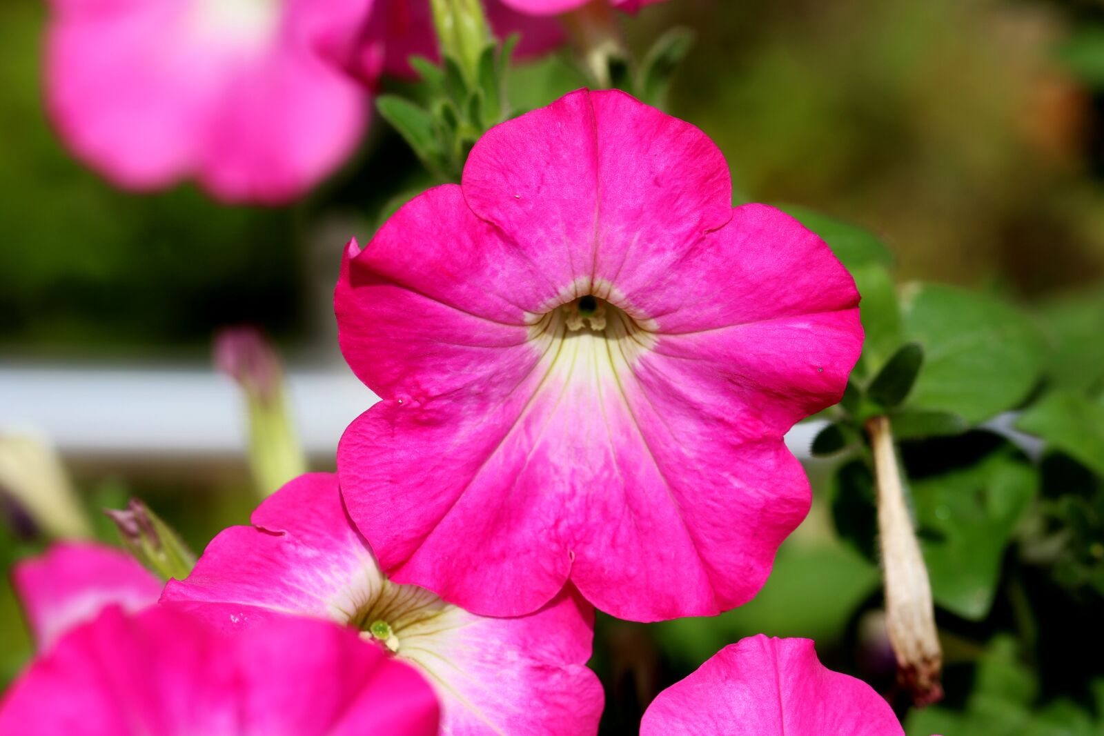 Canon EOS 7D Mark II sample photo. Petunia, flowers, tabitha photography