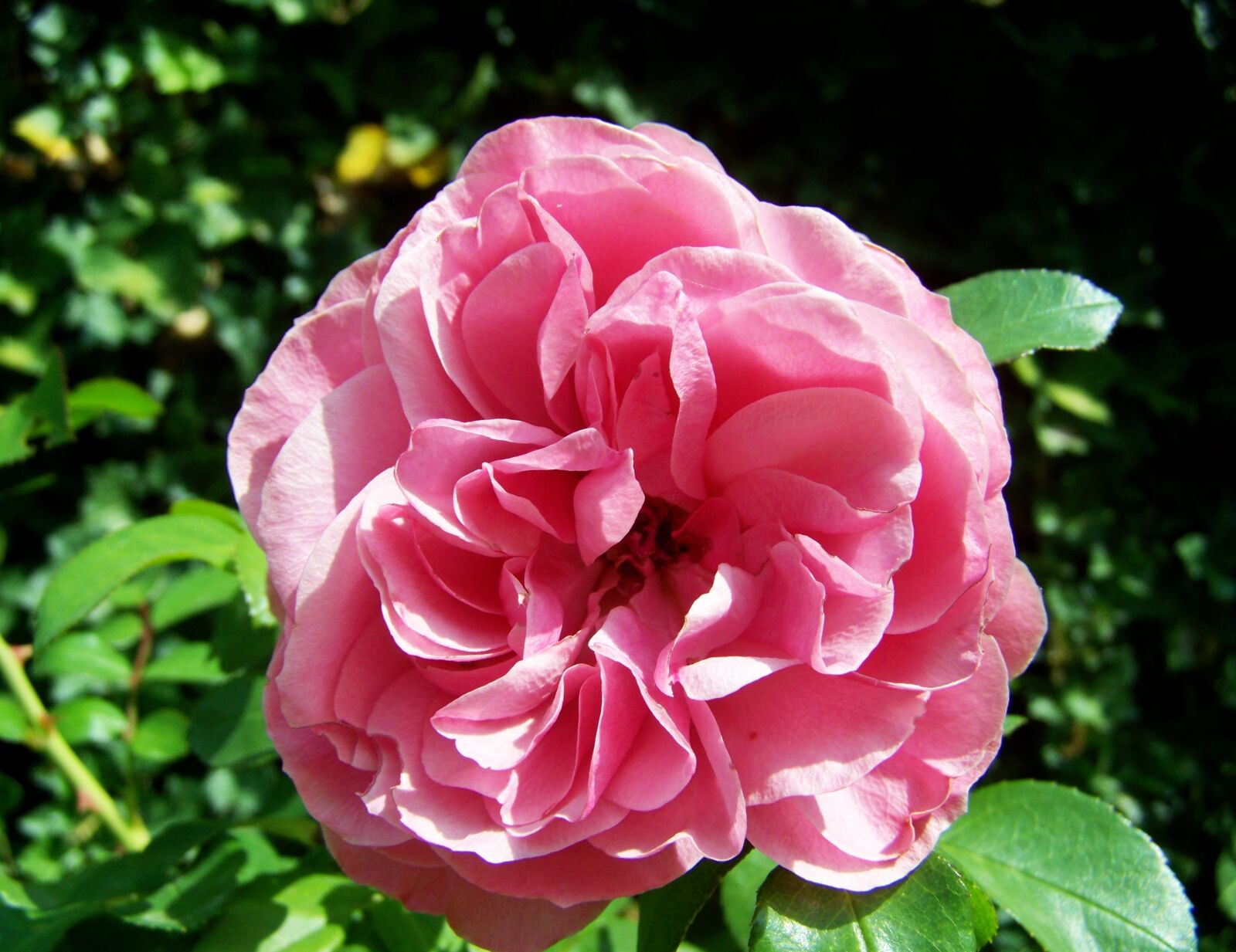 Kodak EASYSHARE ZD710 ZOOM DIGITAL CAMERA sample photo. Rose, pink flower, summer photography