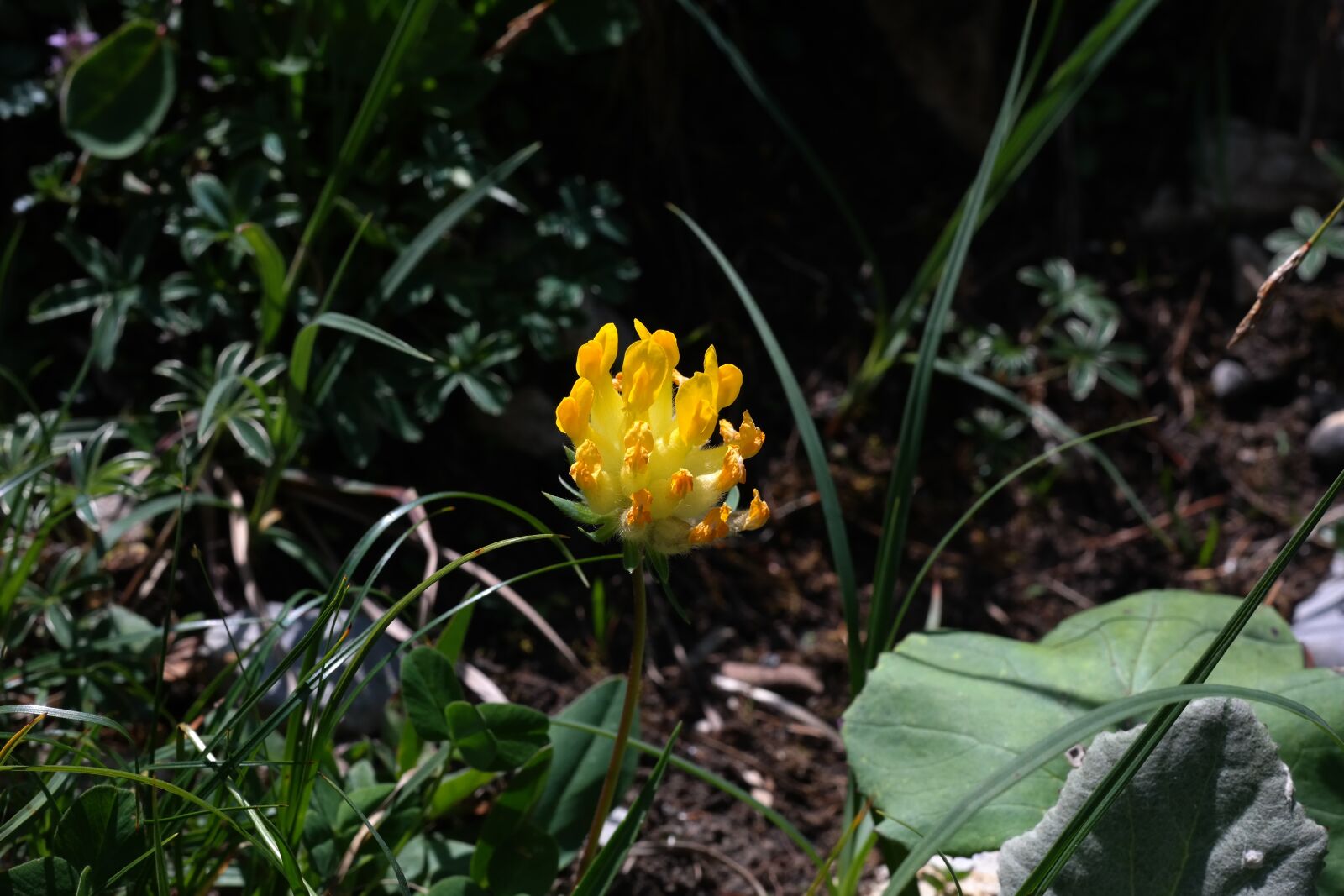 Samsung NX300 sample photo. Genuine turquoise, blossom, bloom photography