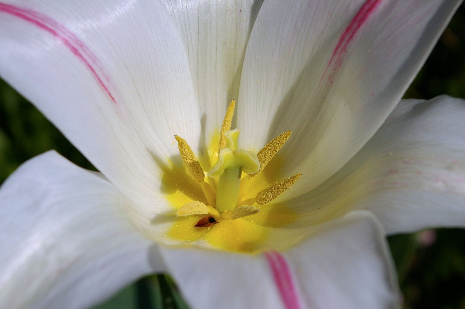 Pentax *ist DL2 sample photo. Tulips, white tulips, white photography