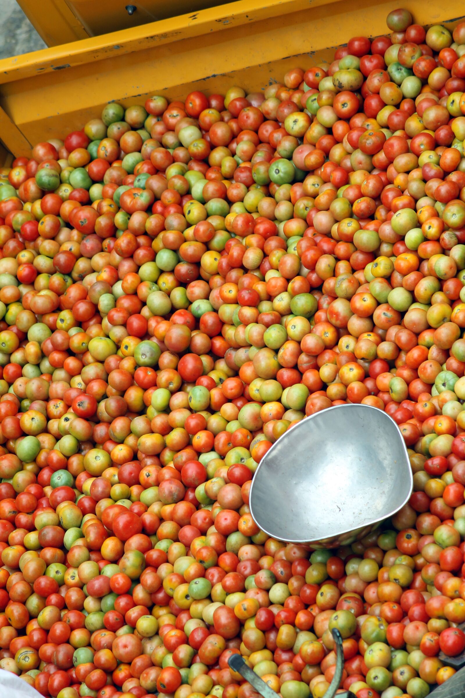 Canon EOS 1100D (EOS Rebel T3 / EOS Kiss X50) sample photo. Tomato, bangaloretomato, natitomato photography