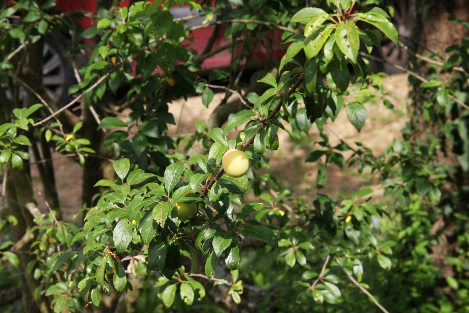 Canon EOS 40D sample photo. Plums, fruit, branch photography