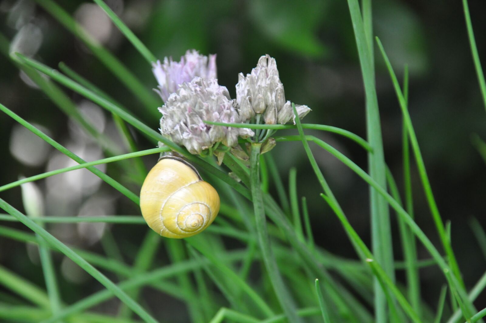 Nikon D90 sample photo. Chives, welsh onion, snail photography