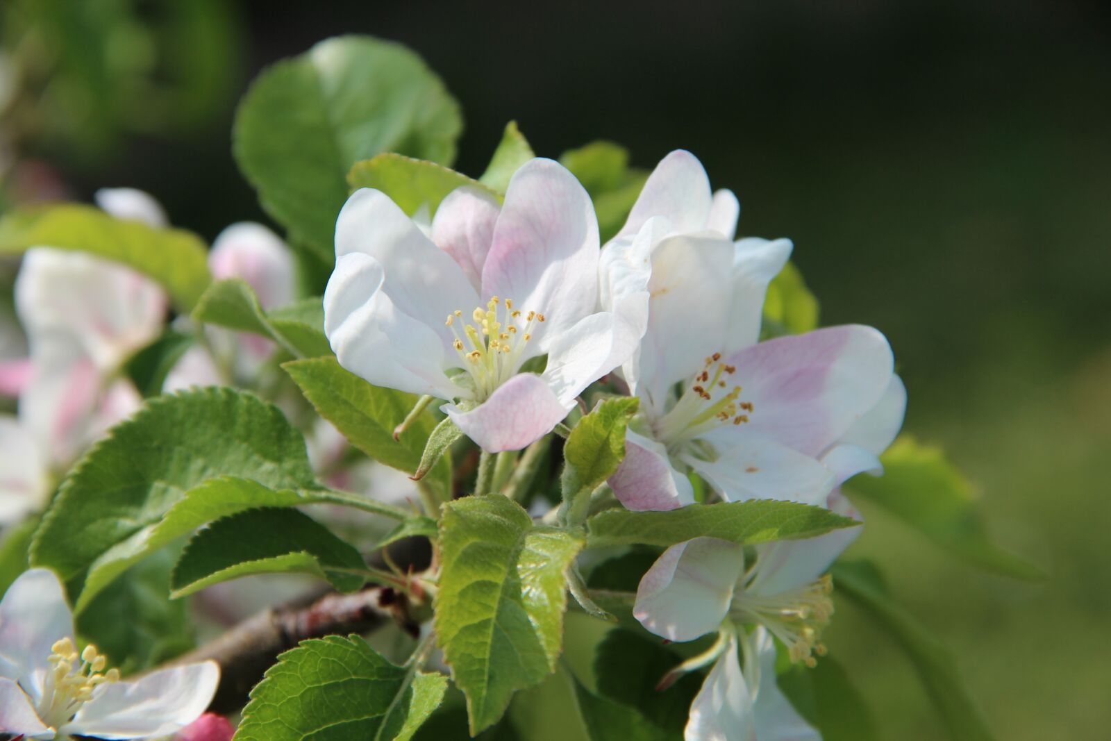 Canon EF-S 18-135mm F3.5-5.6 IS sample photo. Blossom, bloom, nature photography