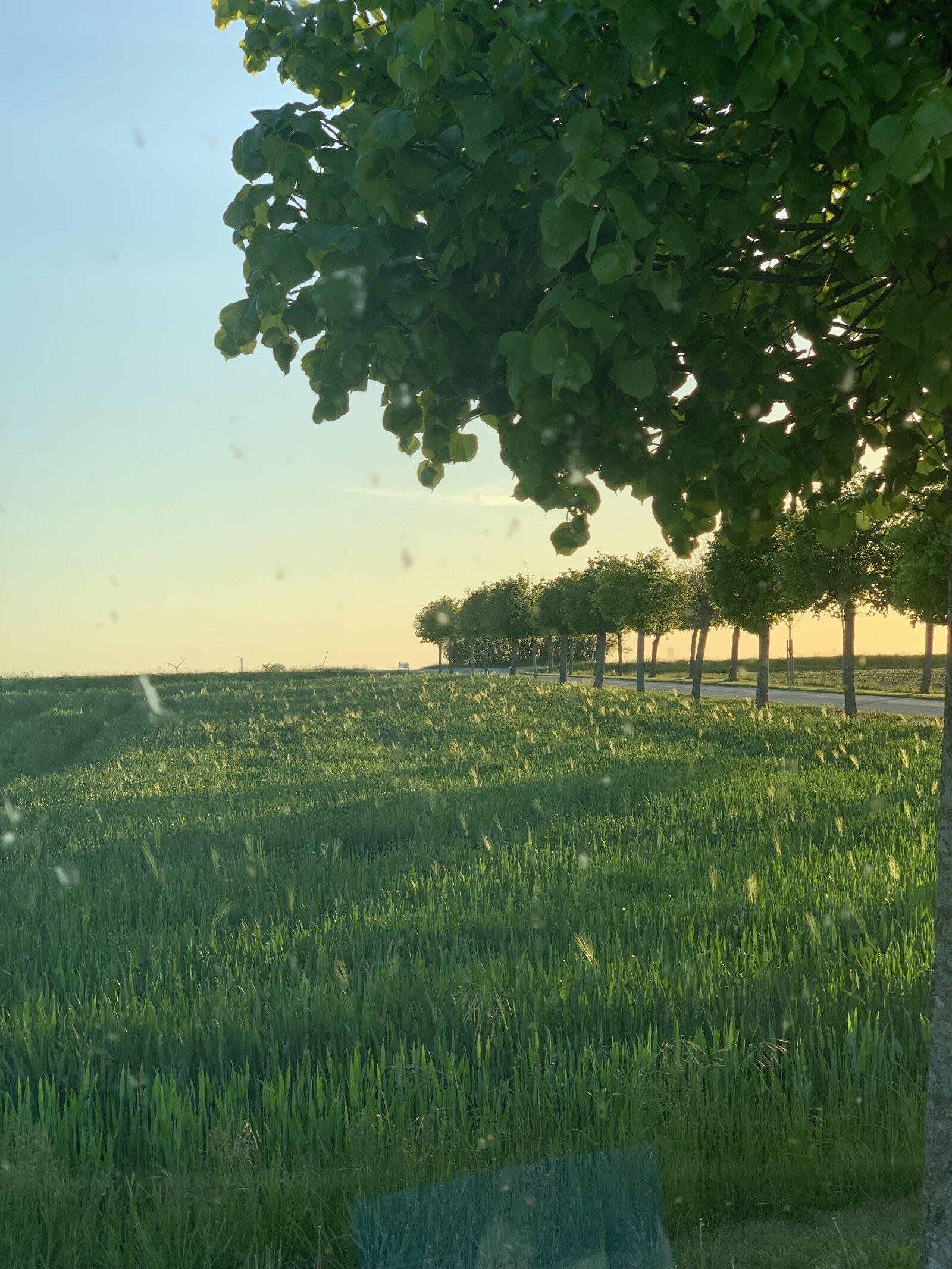 Apple iPhone XS Max + iPhone XS Max back dual camera 6mm f/2.4 sample photo. Denmark, sunset, tree photography