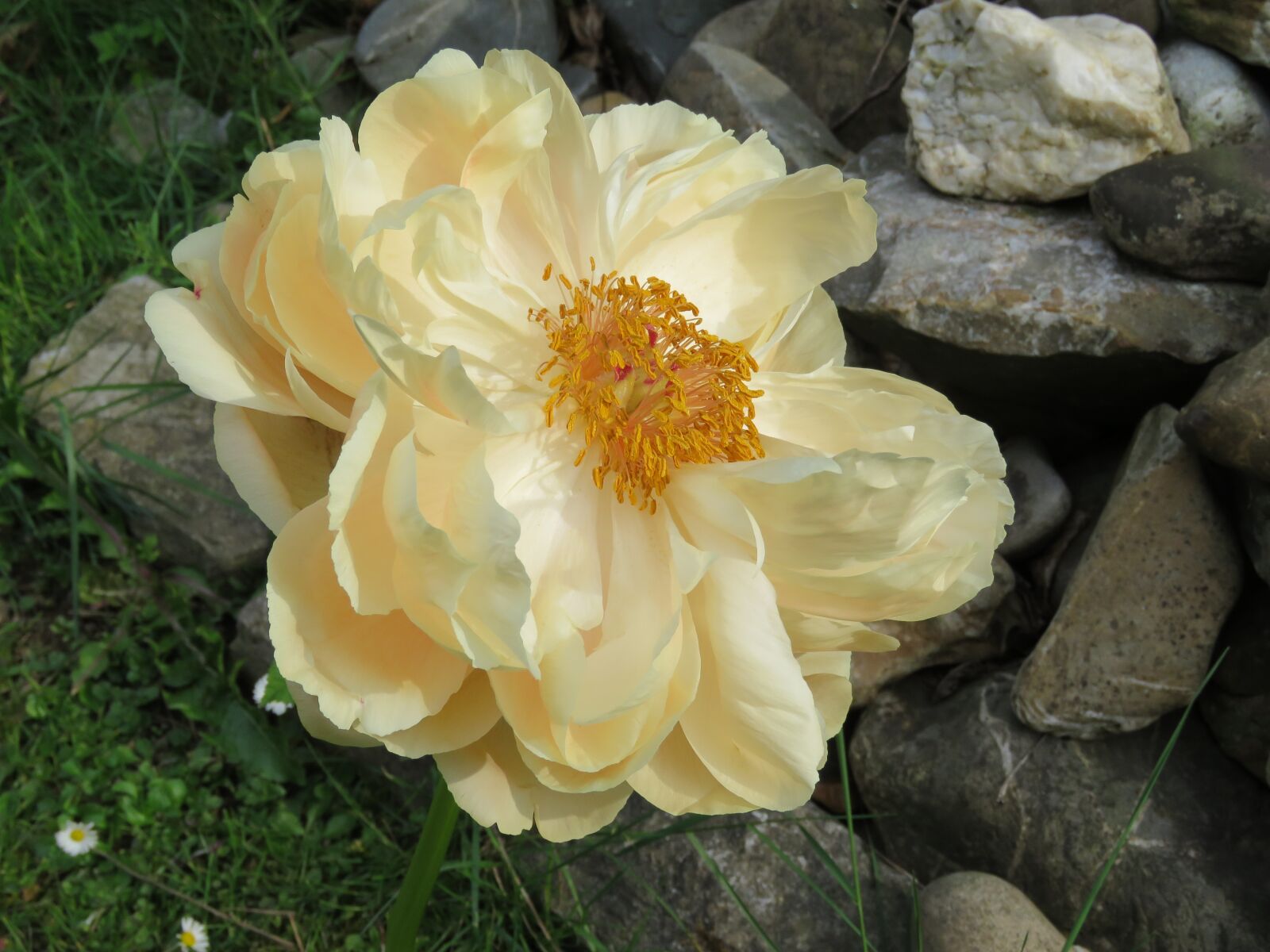 Canon PowerShot SX60 HS sample photo. Peony, rose, creme photography